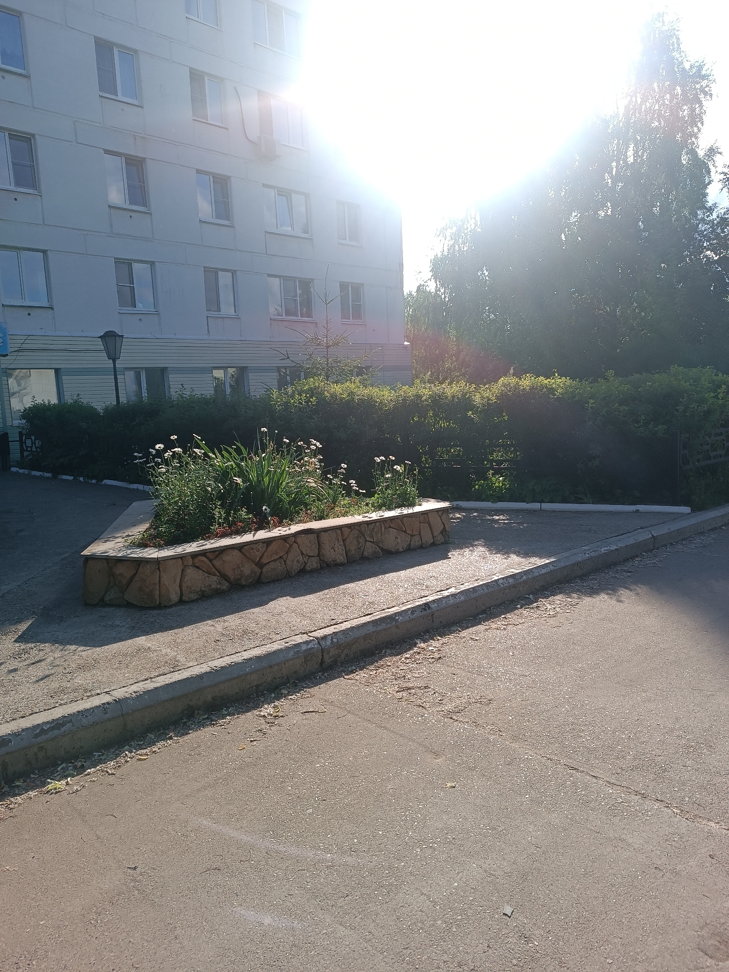 The image depicts a residential building in the city of Chaikovsky, Russia, likely taken on a sunny day given the bright sun and lens flare. The building, with its light-colored facade and multiple windows, appears to be an apartment block. In front of the building, there is a landscaped area with a flowerbed bordered by stone, featuring white daisy-like flowers and green foliage. A lamp post is visible to the left of the flowerbed. Behind the flowerbed is a dense hedge, and further back, tall trees are silhouetted against the bright sky. The foreground shows a paved area with a concrete curb and asphalt road. The overall scene is an outdoor urban environment, possibly a courtyard or common area of an apartment complex.