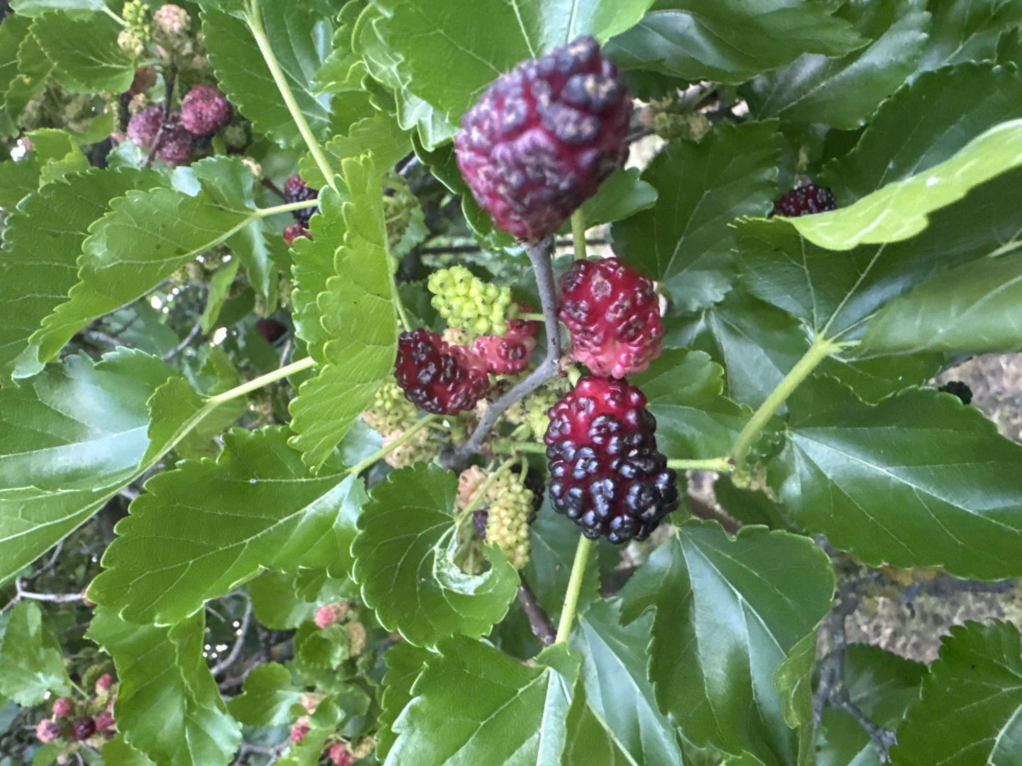 A close-up, eye-level shot shows a cluster of ripe mulberries on a tree branch. The berries are dark purple to black, with a textured, bumpy surface. Several bright green leaves with serrated edges surround the fruit, some partially obscuring it. In the background, more green leaves and unripe, pale green berries are visible, creating a shallow depth of field. The lighting is bright and natural, suggesting an outdoor daytime scene. The image is composed of various shades of green and purple, with the mulberries being the focal point.