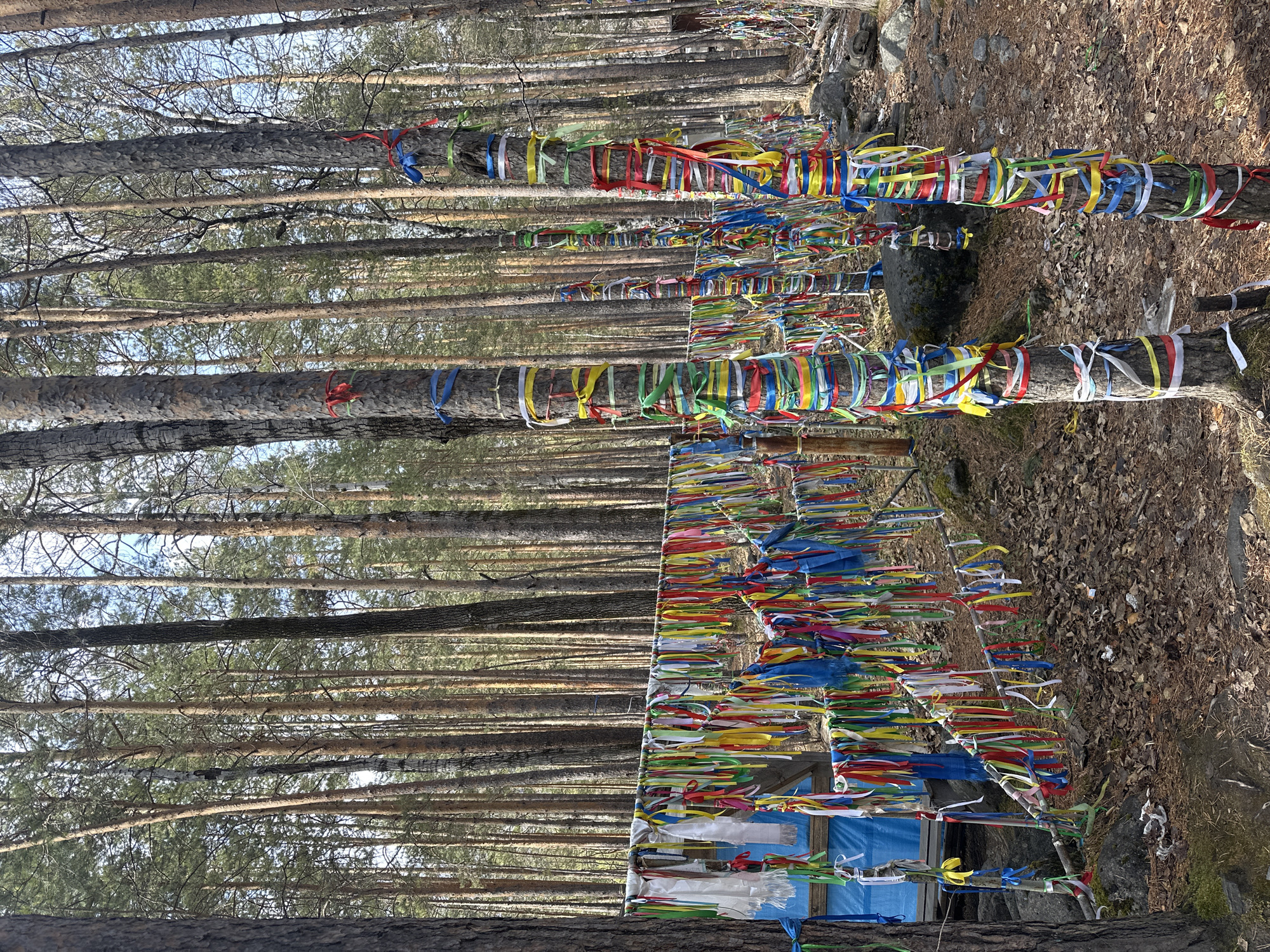 This image, captured in Arshan, Russia, portrays a dense forest scene where numerous pine trees and a rustic wooden structure are adorned with a multitude of colorful ribbons. The original image is oriented horizontally, causing the vertical tree trunks to appear to lie across the frame.
No people are visible. The primary subjects are the tall, straight pine trees with their textured bark, extending into the distance, and the countless ribbons tied around them. These ribbons are a vibrant mix of colors, including red, blue, yellow, green, white, orange, and pink, creating striking bands of color against the natural backdrop of the forest.
In the foreground, a wooden frame or shrine-like structure is also heavily decorated with these same colorful ribbons. Parts of this structure appear to be covered with a blue tarp-like material, further embellished with ribbons. The ground is covered with a layer of dried leaves, dirt, and some rocks and moss, characteristic of a forest floor.
The scene is illuminated by bright daylight, suggesting a clear sky, likely in the late morning or early afternoon. The practice of tying ribbons to trees and structures is a widespread cultural or spiritual tradition, often associated with prayers, wishes, or remembrance. The sheer volume and variety of ribbons indicate a site of significant cultural activity and reverence. There is no discernible text visible on any of the ribbons or structures.