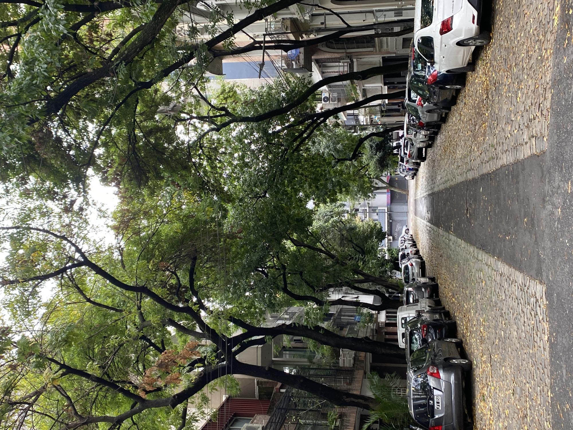 The image depicts a street scene in Buenos Aires, Argentina. The street is lined with parked cars on the right side, and buildings are visible on both sides. Trees with full green foliage arch over the street, creating a canopy effect. The pavement is cobblestone, covered in fallen leaves. The road appears wet, suggesting recent rain. The image is taken at street level and shows a perspective looking down the length of the street.