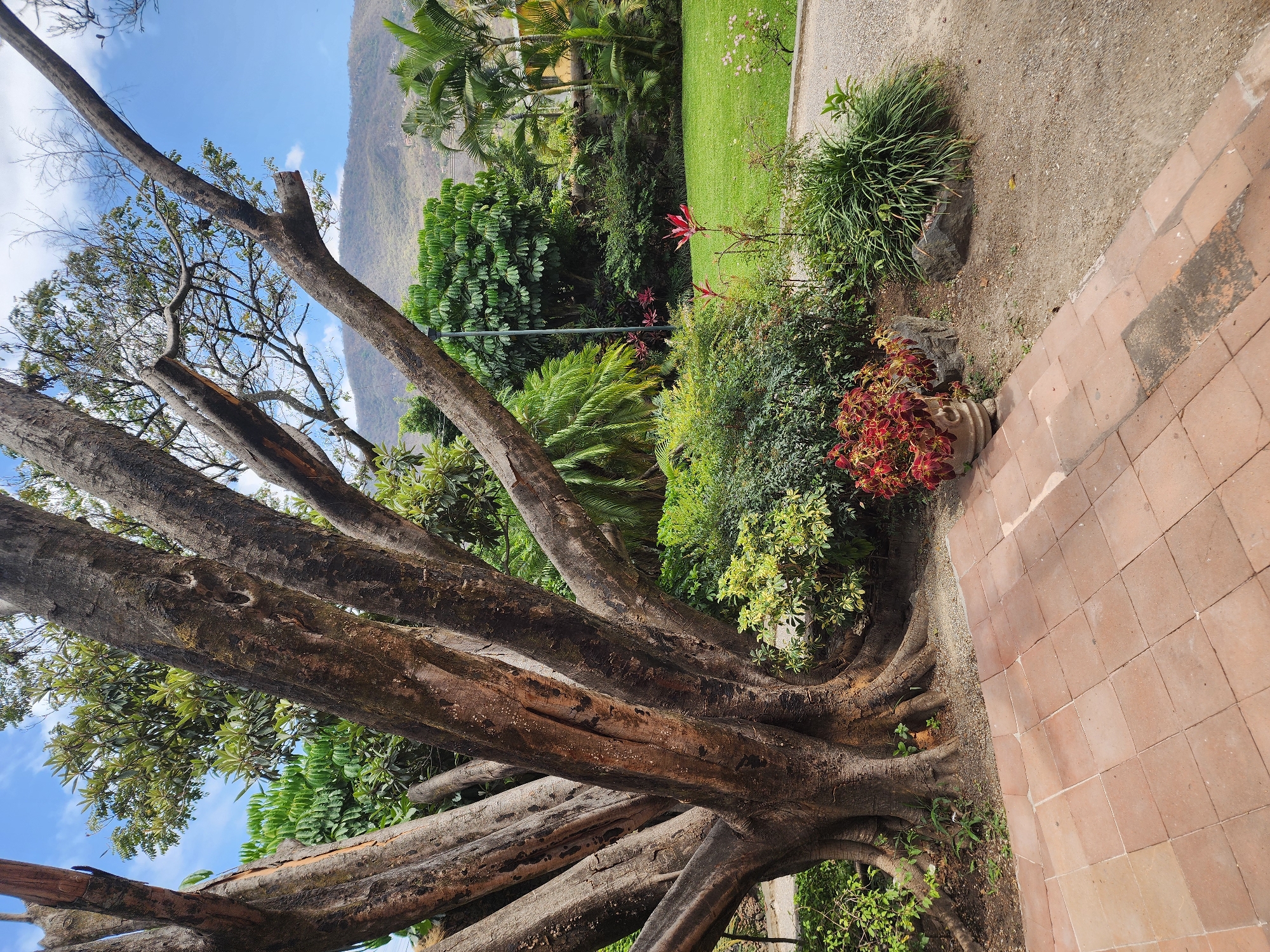The image presents a vibrant garden scene, possibly located in a tropical or subtropical region. A large, multi-trunked tree dominates the foreground, with its branches extending upward towards the sky. The bark of the tree is rugged and textured, suggesting maturity and age.
Behind the tree, a lush array of greenery fills the space, with various shrubs, plants, and trees creating a dense and layered backdrop. Palm trees are interspersed among the other vegetation, adding to the tropical ambiance.
In the background, a mountain range can be seen in the distance, partially obscured by clouds. The sky is a clear blue with scattered clouds.
To the right of the tree, a pathway constructed of red bricks leads up a small set of steps. A potted plant with reddish leaves sits beside the steps, adding a pop of color to the scene. A patch of green grass is also visible, indicating a well-maintained garden environment.