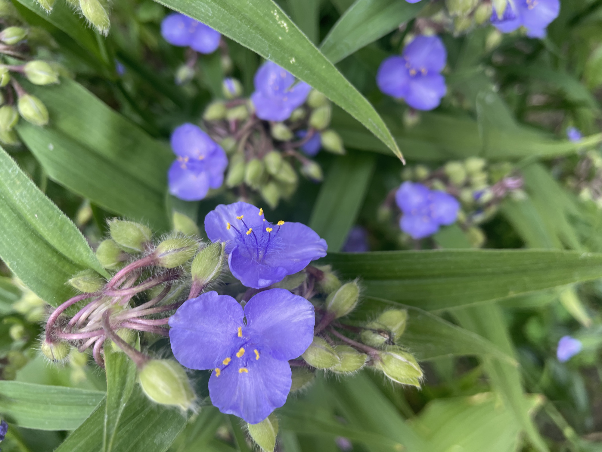 The image shows a close-up, eye-level, full-shot view of several blooming purple flowers with bright yellow stamens, surrounded by green leaves and unopened buds. The flowers are identified as Spiderworts, commonly found in gardens and parks. The scene is set outdoors, and based on the type of vegetation, it is likely a temperate climate. The image does not contain any information that can specify its location within the city of Brest, Belarus.
