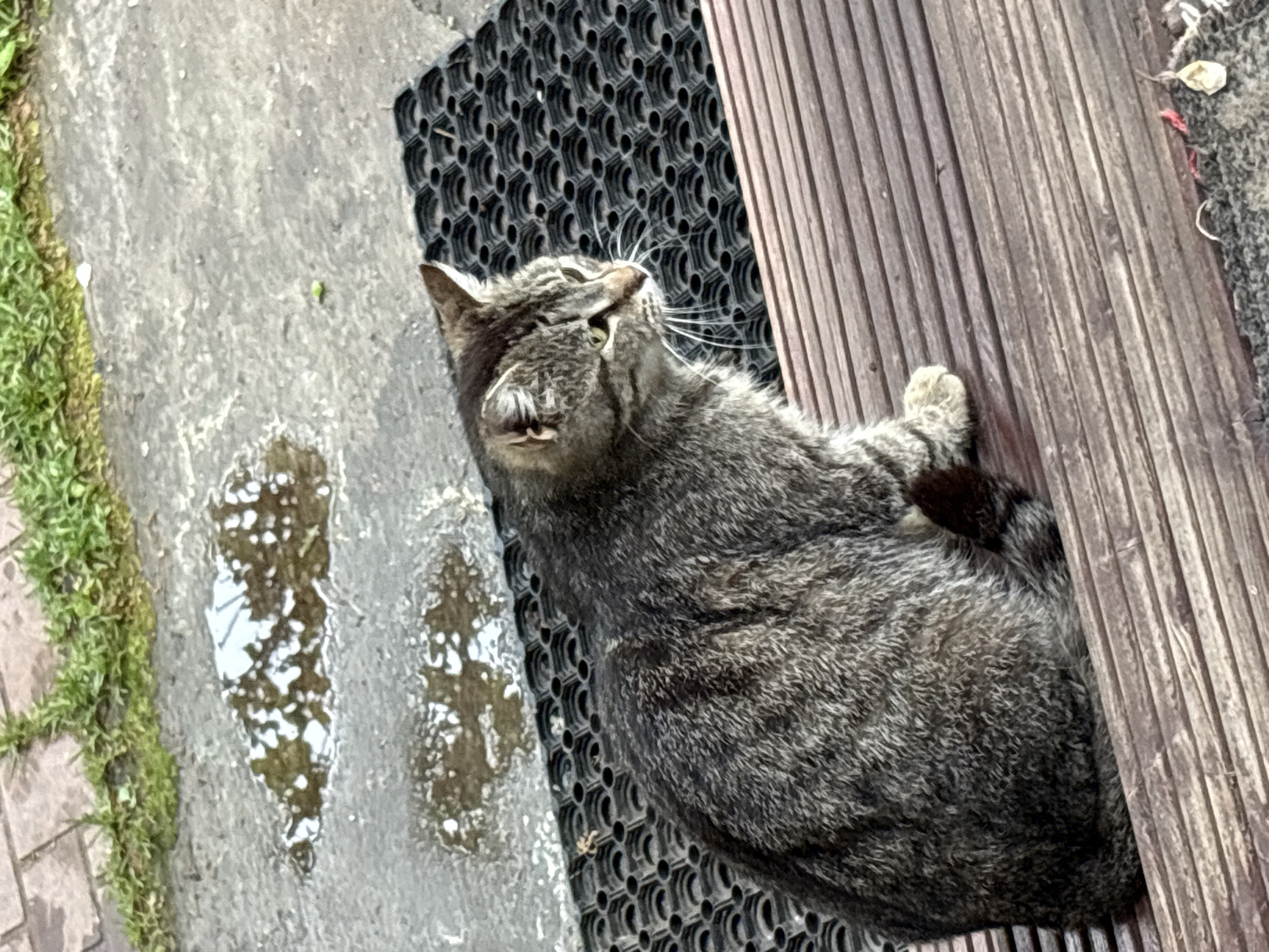 A gray tabby cat lies on a black rubber mat between a gray concrete surface with puddles and moss and a wooden slat surface. The cat is looking upwards and to the left, its mouth slightly open. The location is inferred to be Ленинградская, Russia, based on user context.