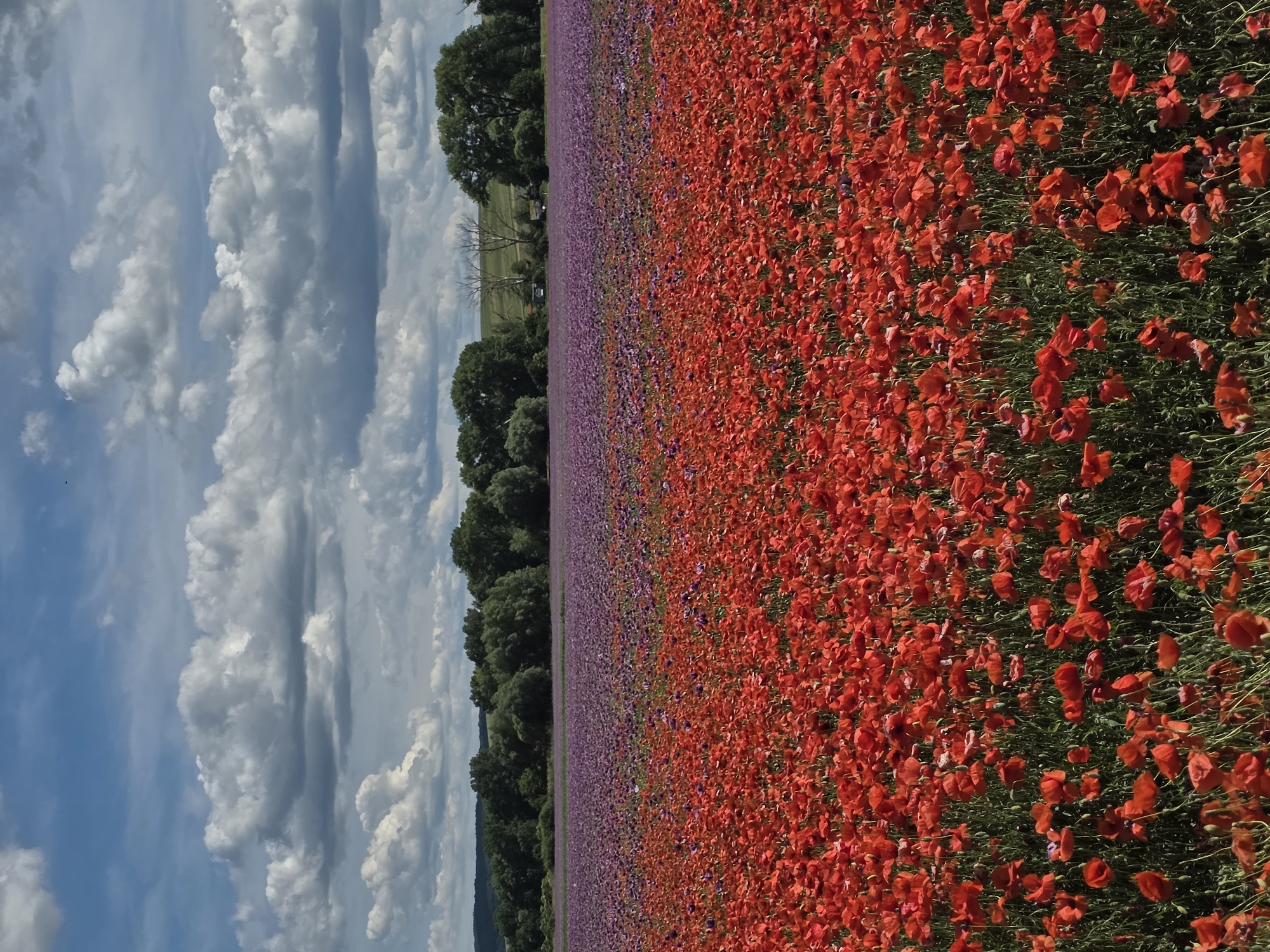 A landscape photograph captures an expansive view of vibrant flower fields in Prietržka, Slovakia, under a partly cloudy sky. The foreground is dominated by a dense, horizontal mass of red poppies, showcasing their numerous bright crimson petals and green stems. Immediately behind the poppies, a second field stretches across the midground, filled with flowers displaying hues of purple and violet, with some visible intermingling of red and purple blooms along the transition line. A dark green treeline forms a horizontal band in the background, separating the flower fields from distant, undulating green hills under the horizon. The upper half of the image features a sky with patches of bright blue, punctuated by large, fluffy cumulus clouds ranging from white to light grey, with darker grey formations suggesting depth. No human subjects, animals, or explicit actions are present.