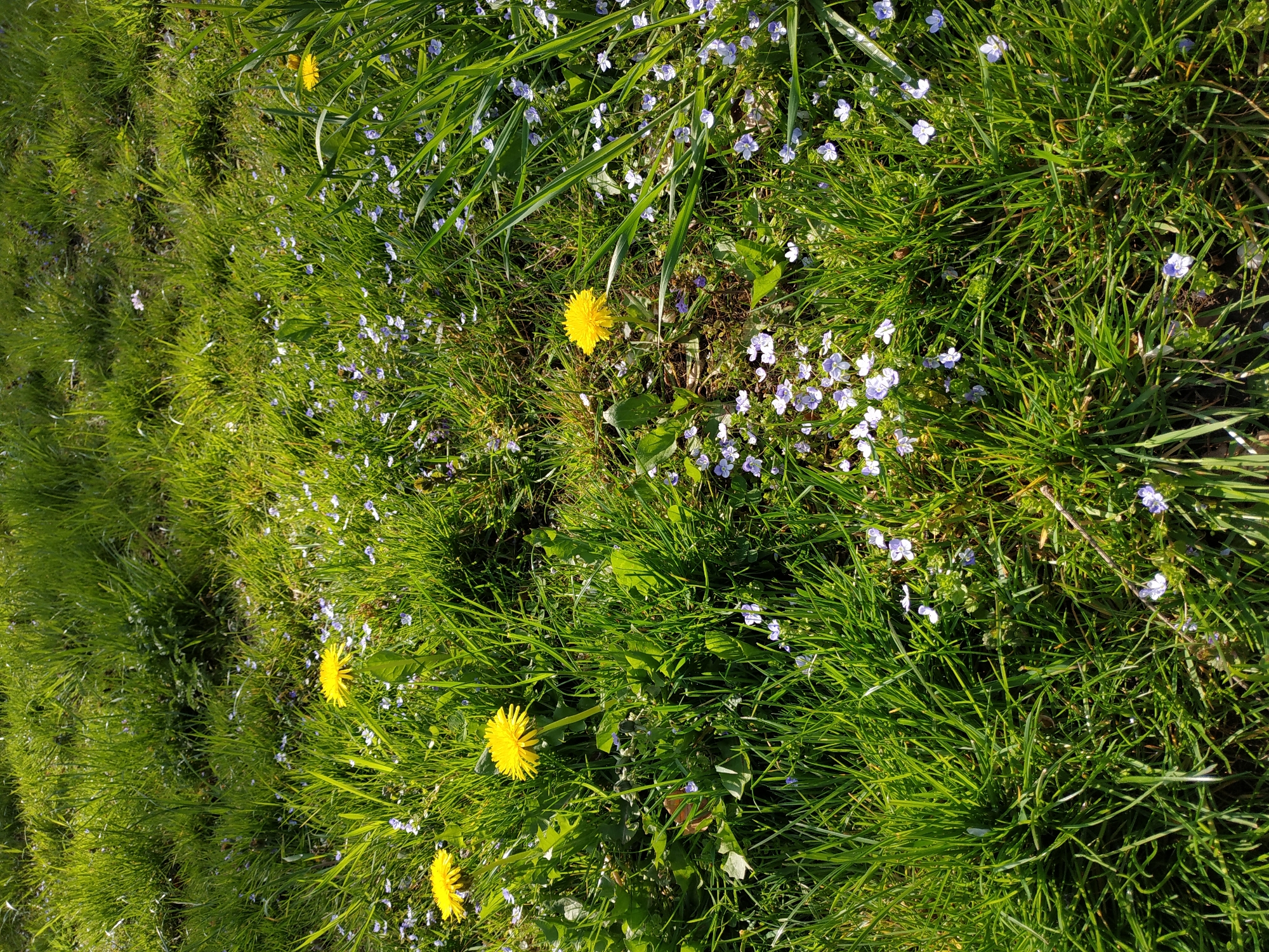 This media file captures a vibrant, close-up view of a grassy patch in Dortmund, Germany. The scene is dominated by lush, green grass blades, which appear healthy and somewhat tall, with some individual blades catching the sunlight.
Scattered throughout the verdant grass are numerous wildflowers. Several bright yellow dandelions (Taraxacum officinale) stand out prominently, their round, cheerful blossoms providing pops of color. Interspersed with the grass and dandelions are countless small, delicate flowers, primarily light blue or purple in hue, resembling speedwell (Veronica species). These tiny blossoms add a soft, speckled texture to the green carpet.
The image is well-lit by natural sunlight, suggesting a clear and bright day, possibly mid-morning or late afternoon, given the strong highlights and subtle shadows cast by the grass and flower stems. The lighting emphasizes the freshness of the vegetation. No people, animals, man-made objects, or visible text are present in the frame. The overall impression is one of natural beauty and springtime bloom in an outdoor setting, such as a field, lawn, or park.