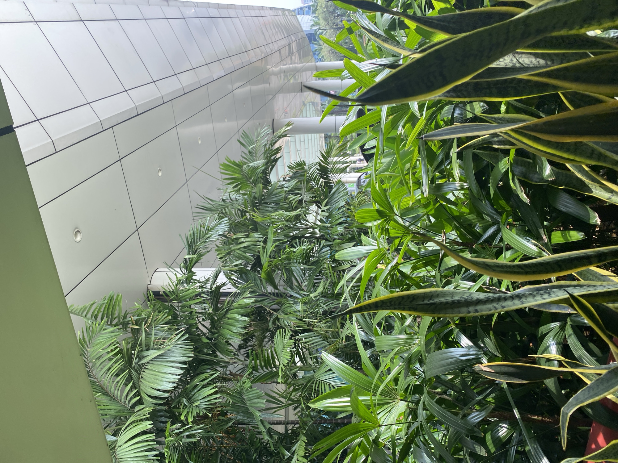 The image depicts a lush display of tropical plants, primarily palm trees and snake plants, set against the backdrop of a modern building. The building features a white, sloped ceiling with visible lights and is supported by white cylindrical columns. The foliage is dense and vibrant green, with the characteristic sword-like leaves of the snake plants in the foreground. The scene suggests an outdoor or semi-outdoor area, possibly a walkway or courtyard adjacent to the building. The lighting indicates it is daytime, with sunlight filtering through the leaves. The overall impression is one of urban greenery integrated with contemporary architecture. The location is identified as the city of West Jakarta, Indonesia.