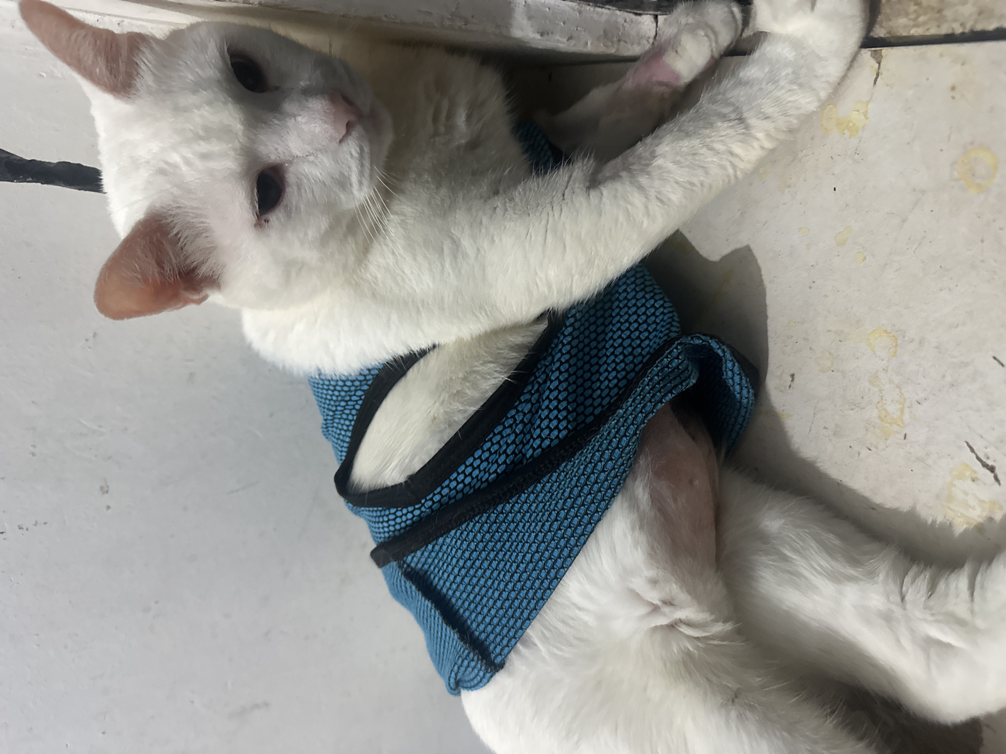 A white cat wearing a blue mesh harness with black trim is lying on a light-colored surface. The cat is positioned close to a white wall with possible paint stains and a black cable runs along the top of the wall. The cat's eyes are open, and its head is slightly turned toward the viewer. Location possibly in North Jakarta, Indonesia.