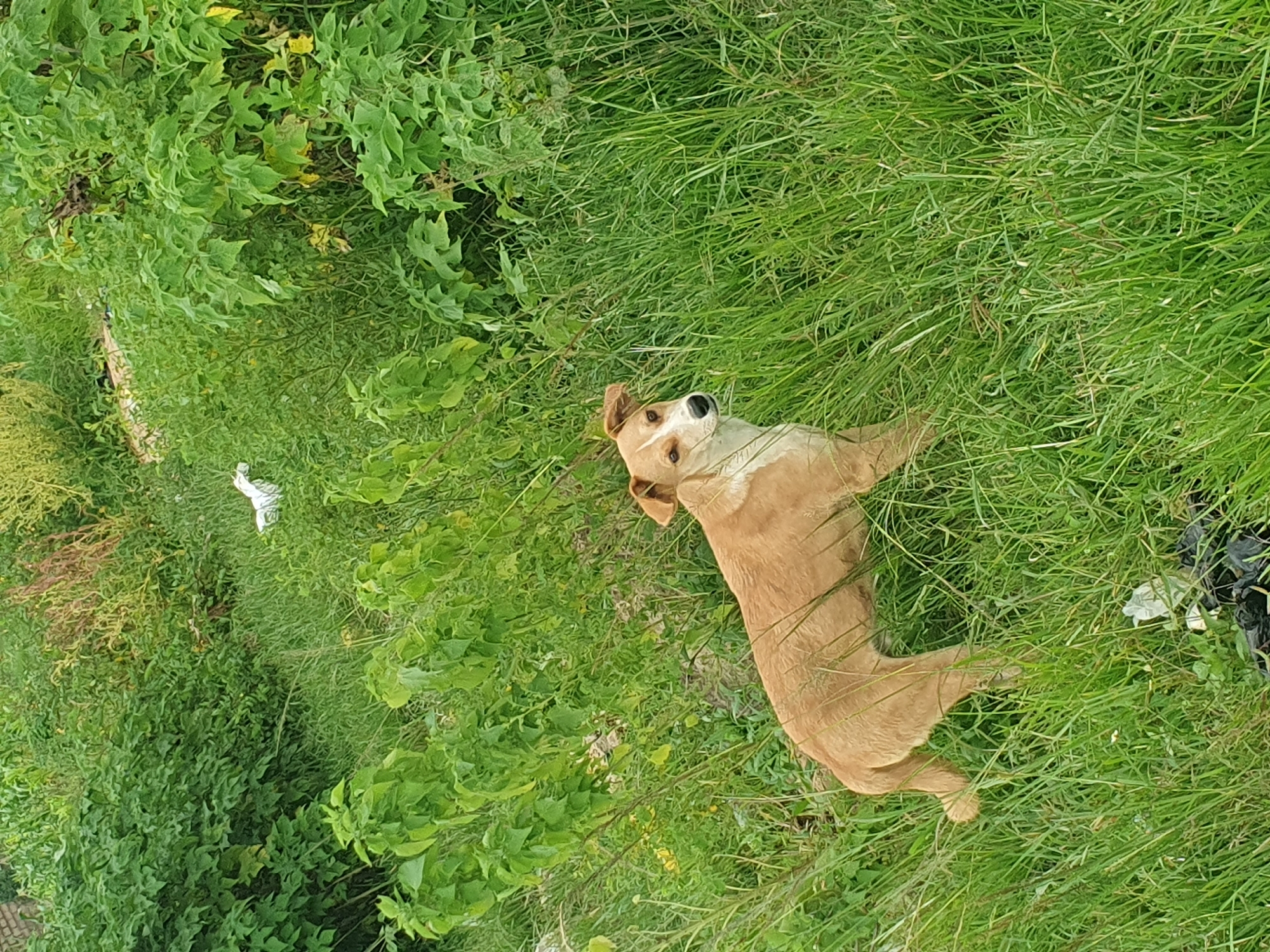 A light brown and white dog stands in tall green grass. The dog is facing the viewer's left, with its head turned to look at the viewer. The dog's ears are perked up and its mouth is slightly open. In the background, there is a white bird. The environment is overgrown with lush green vegetation. There are some dark objects on the ground to the bottom left of the frame. The scene appears to be outdoors, likely in a rural or semi-rural setting. There are no identifiable landmarks or features that place this image specifically in Gura Top, Nigeria.