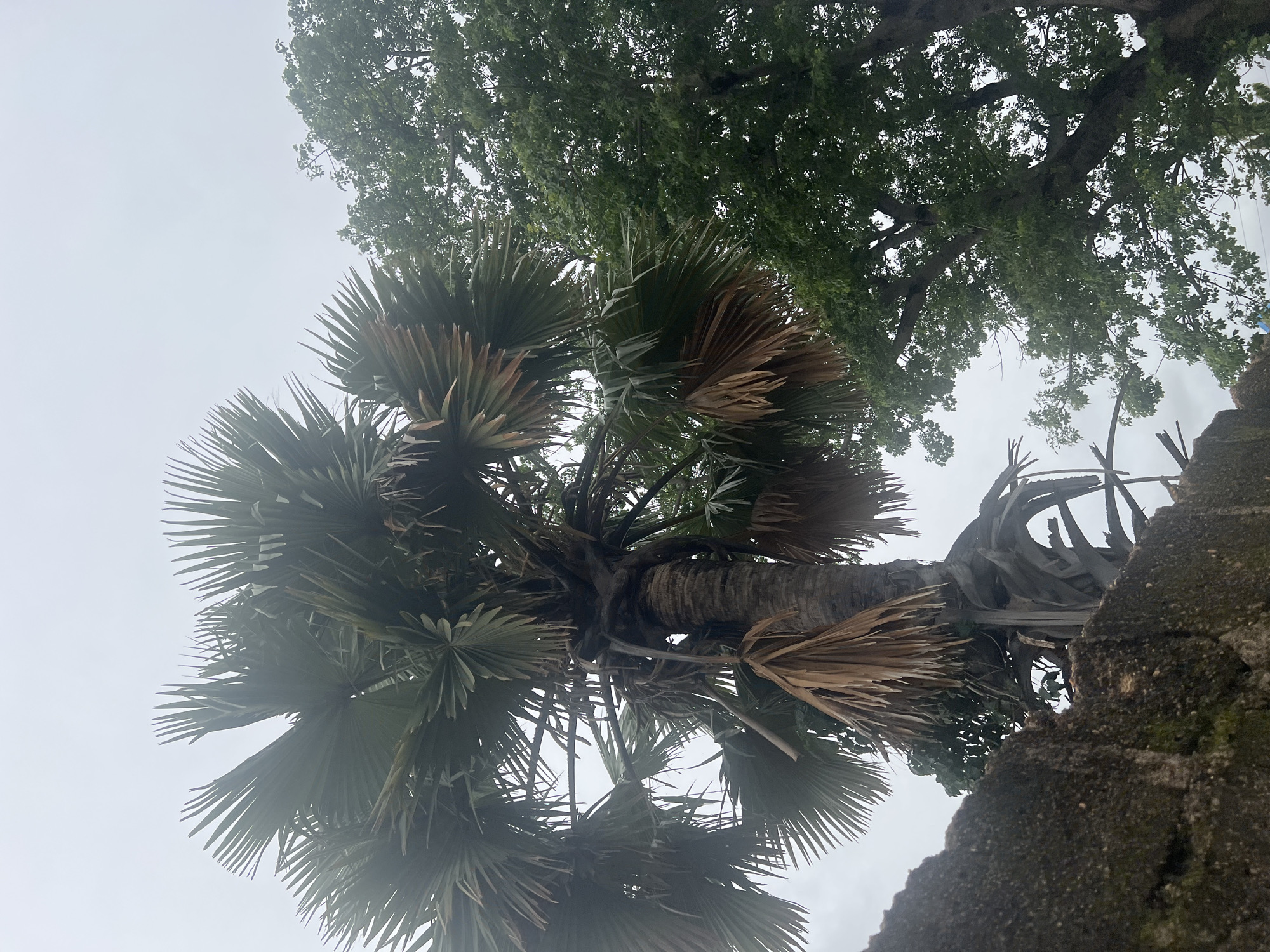 The image shows a palmyra palm tree with large, fan-shaped fronds and a thick, rough trunk. Some of the fronds appear dry and brown, suggesting they are old or have died. The palm is situated behind a weathered, moss-covered wall, which is partially visible in the foreground. To the right of the palm tree, a large deciduous tree with lush green foliage and spreading branches is visible, its canopy filling a significant portion of the frame. The sky is overcast and hazy, indicating a cloudy or misty day. The scene is likely an outdoor environment within the city of Jalingo, Nigeria, potentially a garden or a natural area with a mix of cultivated and wild vegetation. There are no people or animals depicted in the image.