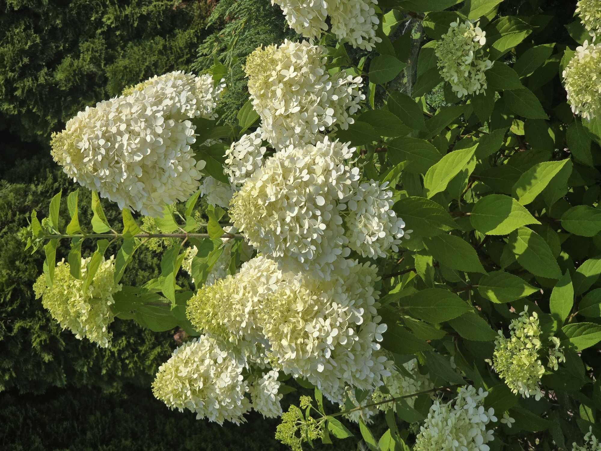 This image shows a close-up view of a large hydrangea bush with creamy white cone-shaped flower heads. The flowers are in various stages of bloom, with some clusters being tighter and greener at the tips, while others are fully open and a pale, creamy white. The leaves of the hydrangea are a vibrant green, with some showing dappled sunlight. In the background, a dense evergreen hedge provides a dark green backdrop. The lighting suggests it is a sunny day, with shadows cast on the leaves and flowers. The scene is set outdoors, likely in a garden or park, as indicated by the presence of the hedge and the natural lighting. There are no people or animals visible in the image. The image does not provide any specific visual clues that would place it in Sofiivska Borshchahivka, Ukraine.