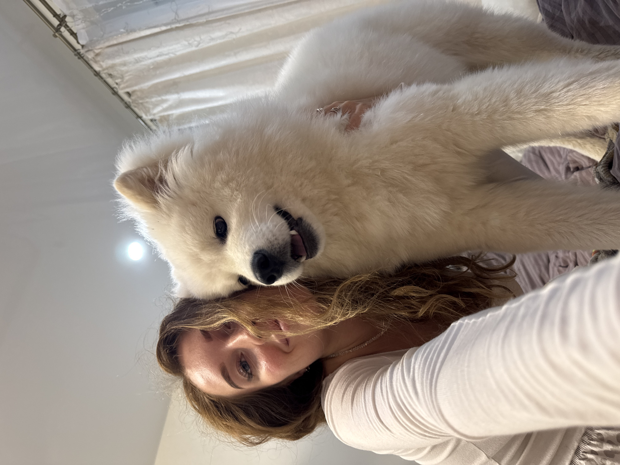 The image displays a close-up, intimately framed scene between a woman and a fluffy white dog, likely a Samoyed, in an indoor setting in Chaikovsky, Russia. The woman, with long, wavy brown hair and light-colored eyes, is seen from the chest up, looking gently towards the camera. She wears a light-colored, long-sleeved top and a delicate necklace.
The white dog is playfully positioned on top of the woman's head and chest, its face prominent in the foreground. It looks towards the camera with an open-mouthed, happy expression, revealing its tongue and teeth. A hand, likely the woman's, adorned with rings, is partially visible nestled in the dog's thick fur, petting it.
The background consists of a plain, light-colored wall or ceiling, with a textured white feature, possibly blinds or a fixture, visible in the upper right. A strong light source creates a circular glare in the upper left of the frame. Below the dog and the woman's arm, a crumpled, muted purple or gray fabric, suggesting bedding or a blanket, is visible. The lighting is bright and soft, accentuating the subjects. The overall mood is one of affection and joy, highlighting the close bond between the woman and her playful pet. No text is visible in the image.