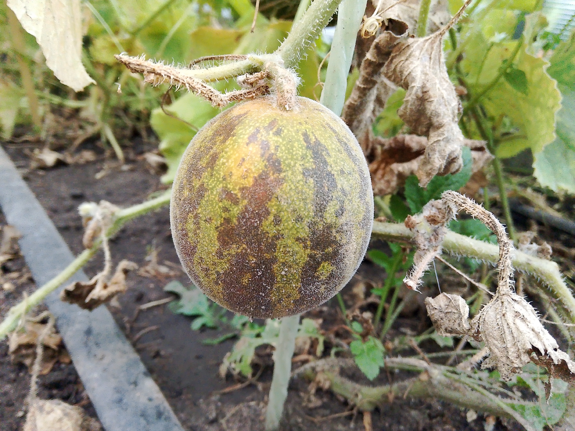 An unripe, spherical melon, with mottled green and yellow skin, hangs from a vine in a garden. The melon is covered in fine, fuzzy hairs and is surrounded by dry, brown leaves and green foliage. A black irrigation hose runs along the ground in the foreground. The image is taken at eye level, with the melon as the primary subject.