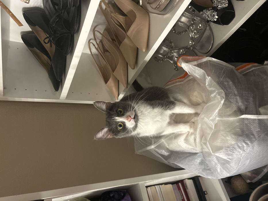 A curious gray and white cat peeks from a translucent bag within a closet. The closet shelves above display an assortment of shoes: black flats and heels, nude pumps, and silver sandals. Beneath the cat's bag, a shelf contains books and other items, partially obscured. The closet's wall is a light tan color.