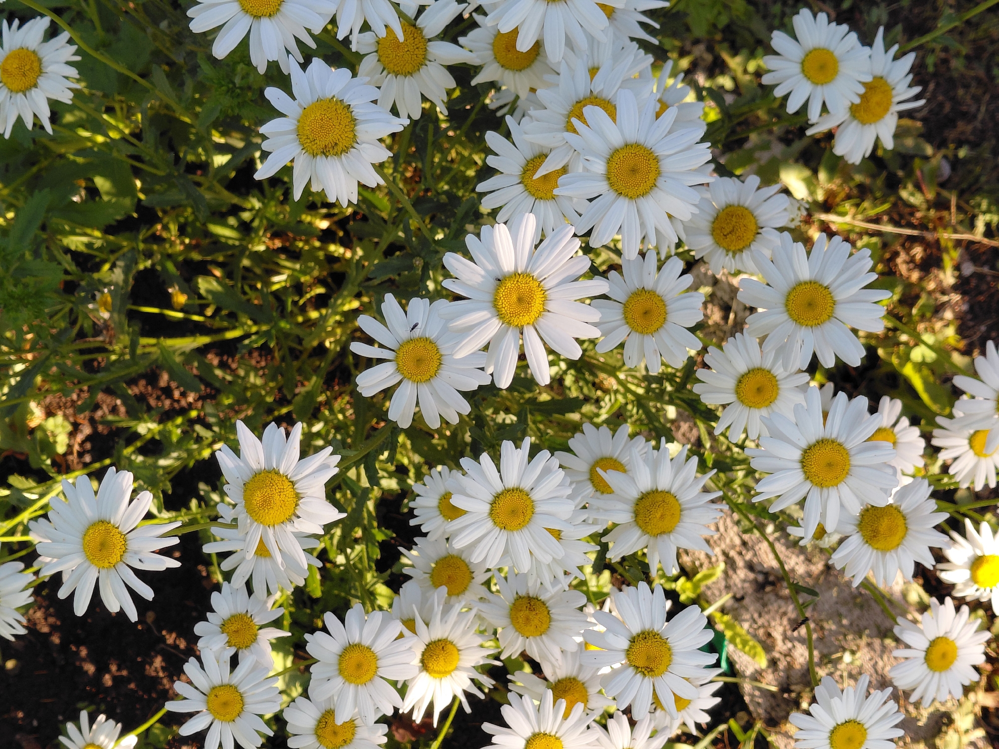 The image shows a close-up, top-down view of a cluster of white daisies with yellow centers. The flowers are in various stages of bloom and are densely packed together. The background consists of dark soil and green foliage, suggesting an outdoor setting, likely in a garden or natural environment. The lighting indicates it is daytime, with sunlight casting shadows on some of the petals. There are no people or buildings visible. The provided location information, "Novoselovo, Russia," specifies the geographical context of this natural scene.