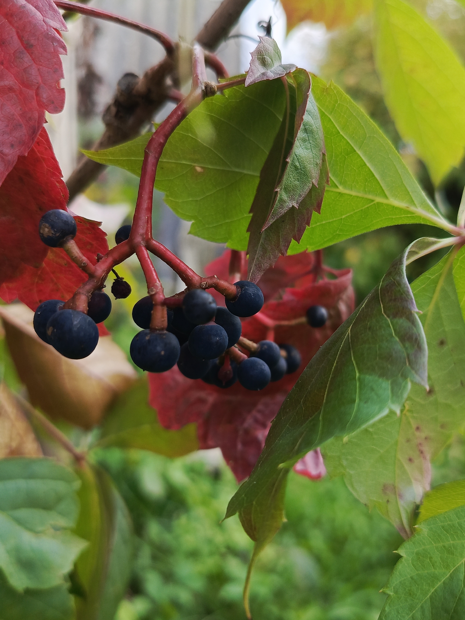 In Kauchuk Stantsiya, Russia, a close-up shot captures a cluster of dark berries hanging from a red vine. The berries are round and a deep blue-black color, some appearing slightly shriveled. They are attached to a reddish-brown stem which branches out. Surrounding the berries are vibrant green leaves and several red leaves, suggesting an autumn setting. The background is blurred, showing more greenery and a hint of a light-colored object that could be a fence or wall. The lighting is natural, highlighting the textures and colors of the foliage and berries.