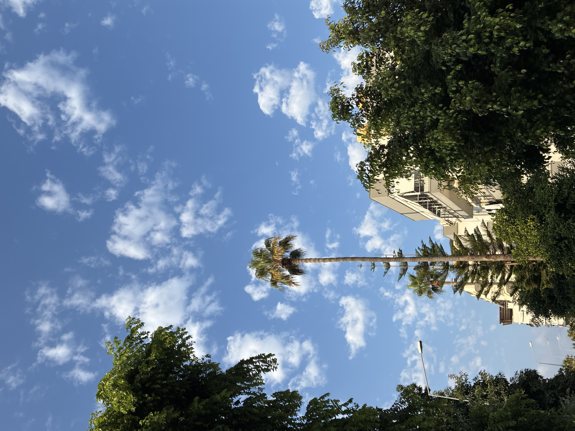 The image shows a clear blue sky with scattered white clouds, typical of Alanya, Turkey. In the foreground, lush green trees partially obscure the view of modern buildings with balconies and white awnings. A tall palm tree stands prominently in the center, surrounded by coniferous trees and streetlights. The buildings appear to be residential or commercial, with multiple stories. The scene depicts a street view in a Mediterranean city, likely during daylight hours, with a focus on nature and urban architecture.