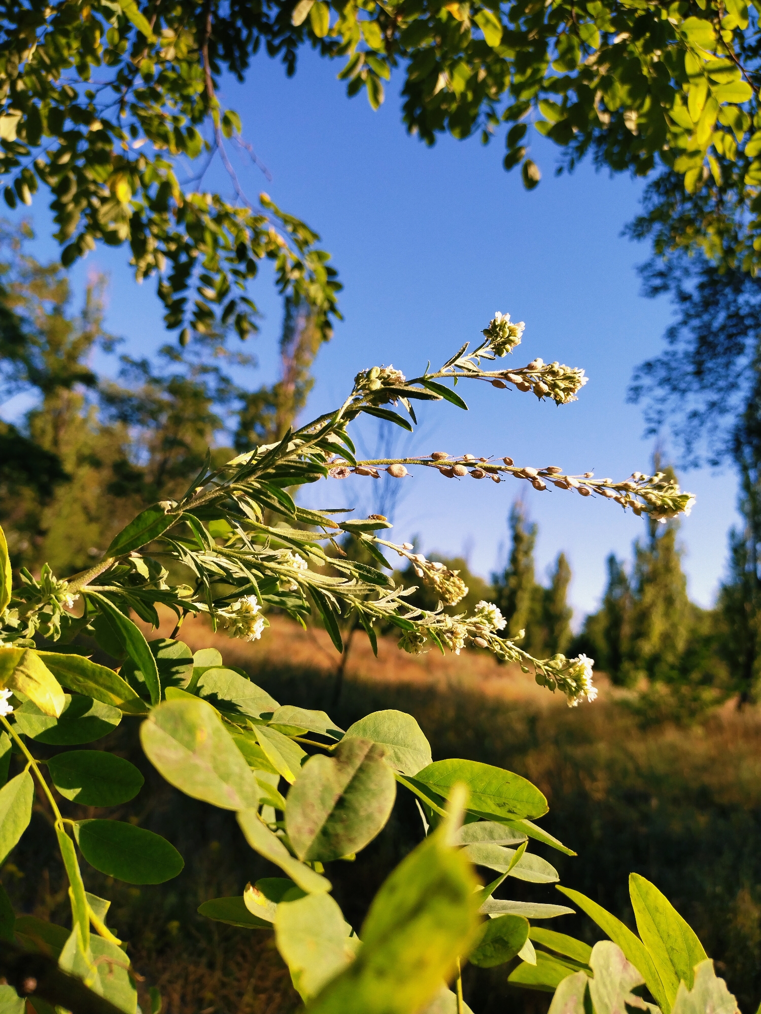 A close-up, low-angle, outdoor shot captures a blooming plant with small white flowers and green leaves in focus in the foreground, set against a bright blue sky and a blurred background of trees and dry grass. The plant's stem extends from the bottom left of the frame towards the upper right, with clusters of tiny white flowers and developing seed pods. The leaves are oval-shaped and a vibrant green, with some showing slight yellowing. In the upper left and right corners, out-of-focus green leaves from another plant frame the scene. The background consists of a dense collection of tall, slender trees with dark green foliage, suggesting a park or a wooded area. The ground below the trees is covered in dry, brown grass, indicating a late summer or early autumn season. The lighting suggests it is daytime, with the sun casting shadows on the leaves. The image appears to be taken in Horishni Plavni, Ukraine, given the context.