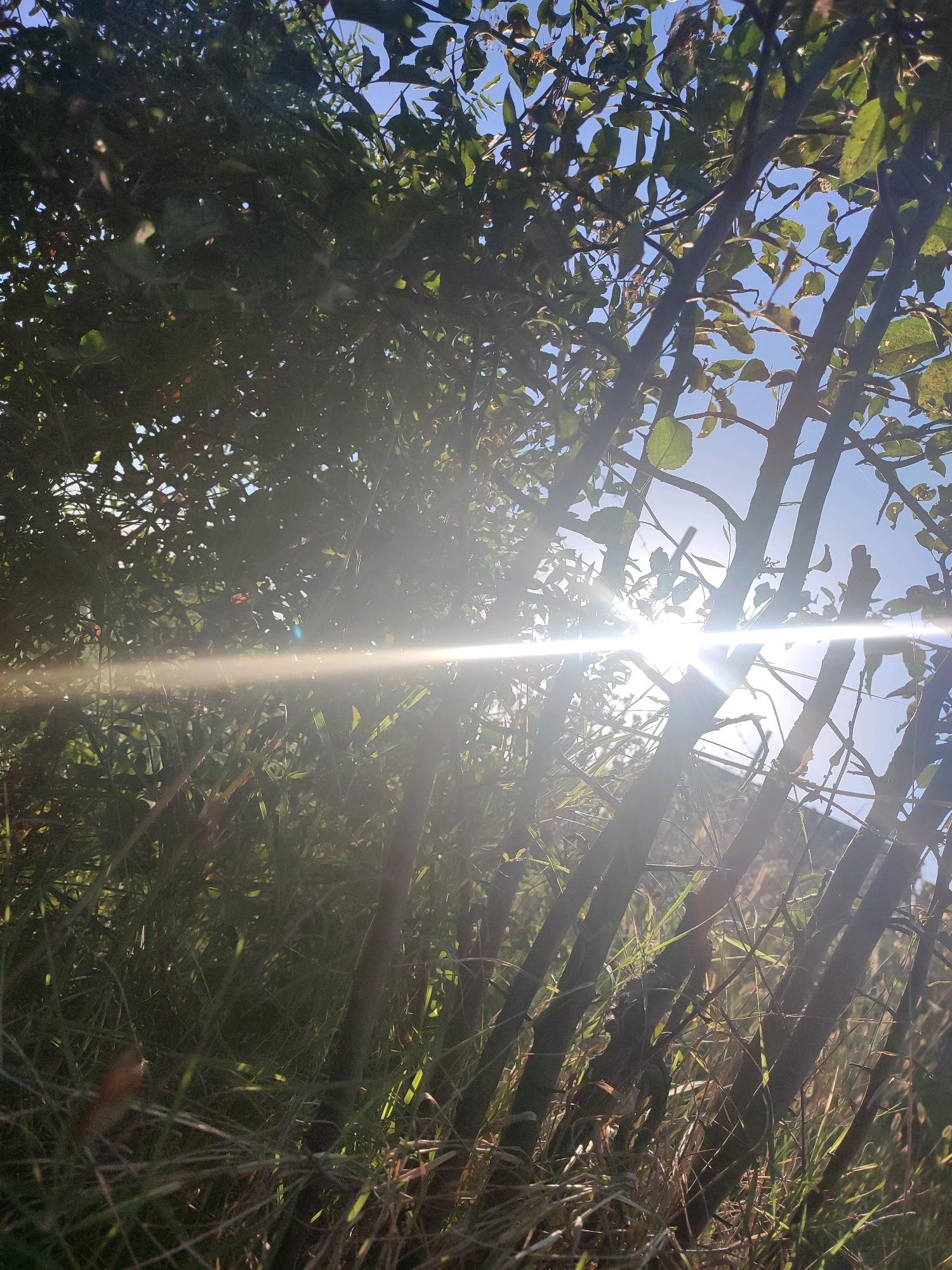 The image depicts a low-angle view looking up through branches and foliage towards a bright sun. The sun is partially obscured by the leaves and branches, creating a strong lens flare that extends horizontally across the frame. The sky is blue and clear. The vegetation appears to be outdoors, possibly in a park or natural area within the city of Krasnoye Selo, Russia. The overall impression is one of bright sunlight filtering through trees.