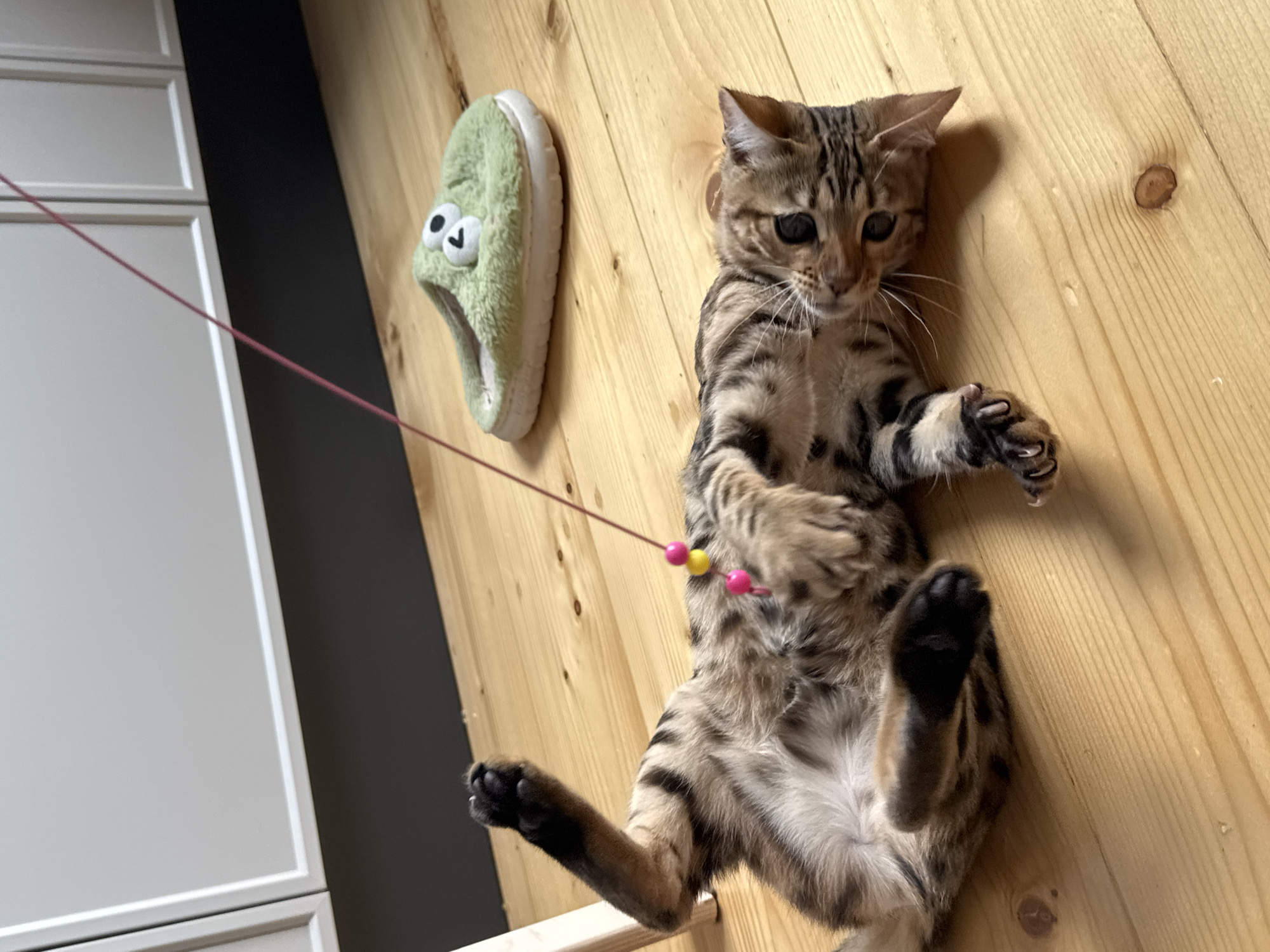 A young Bengal cat with tabby markings is lying on its back on a light-colored wooden floor, playing with a toy attached to a pink string. The toy consists of two small beads, one yellow and one pink. The cat's paws are extended, and its eyes are focused on the toy. In the background, there is a light green fuzzy slipper with googly eyes. Further back, a dark gray baseboard is visible below white cabinets. The overall scene suggests a domestic setting. There is no information in the image to indicate the location in the city of Rzhev, Russia.