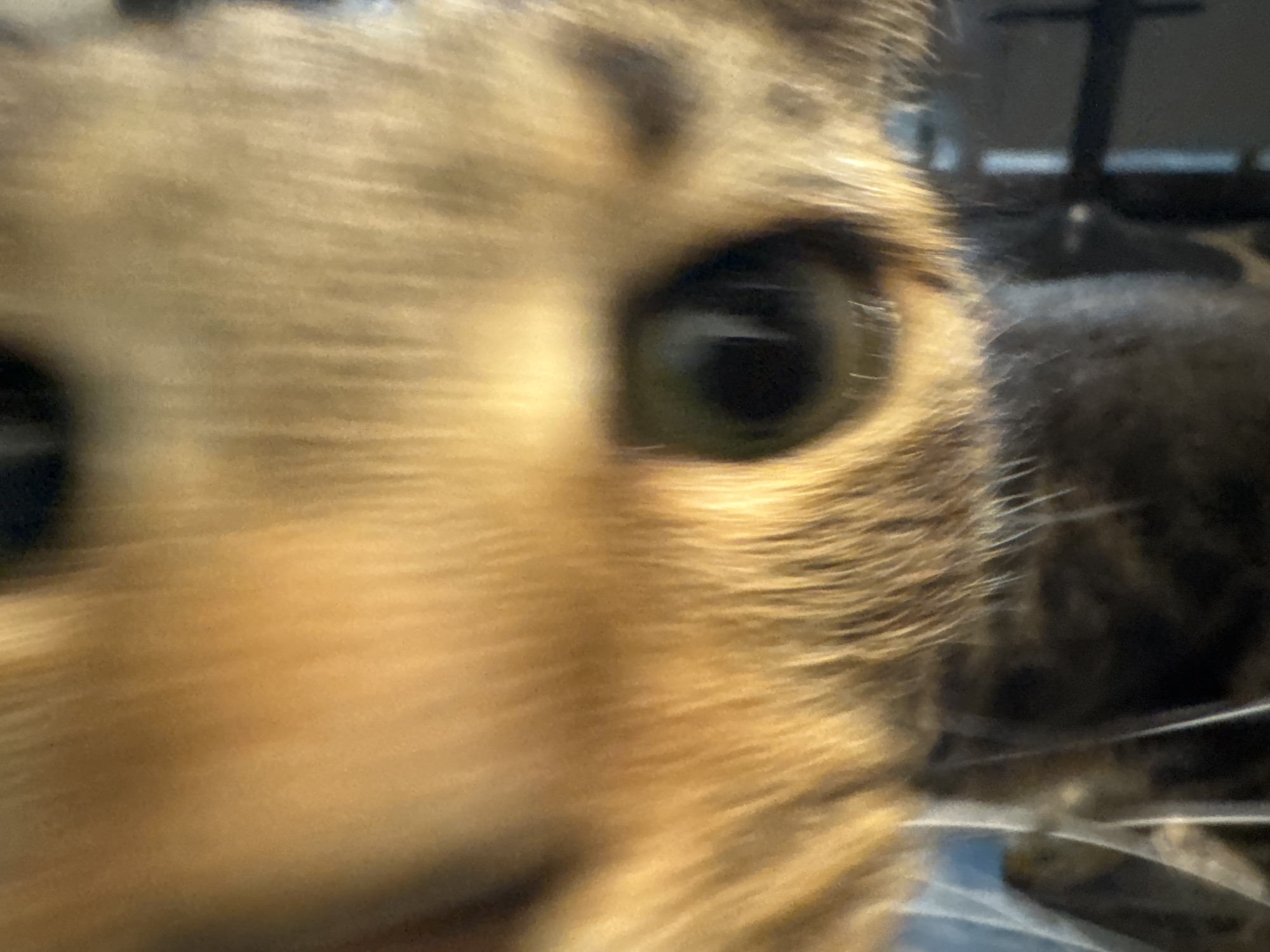 A close-up, slightly blurred image shows the face of a brown and black tabby cat. The focus is on the cat's right eye, which is a dark green color with a visible pupil. The fur around the eye is golden brown and black, with visible stripes on the forehead. The cat's nose and left eye are partially visible but out of focus. In the background, a dark object resembling a chair or stand can be seen. The image does not provide any information to determine its location within Desborough, United Kingdom.