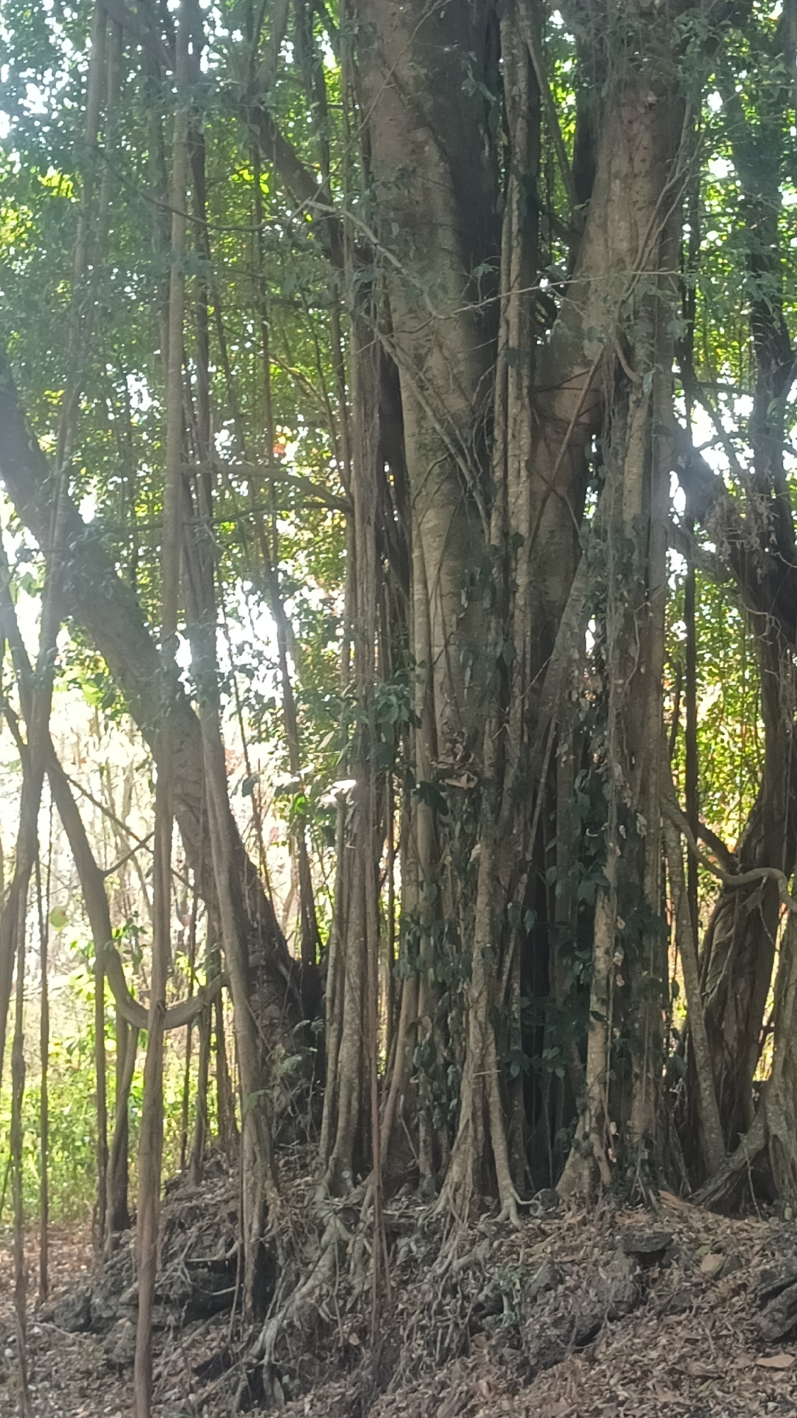 The image depicts a dense, overgrown area dominated by a large, ancient-looking tree with numerous aerial roots hanging down. The tree has a thick, gnarled trunk and its branches are interwoven with foliage. The ground is covered with fallen leaves and exposed roots. The background suggests a natural environment, possibly a forest or jungle, with sunlight filtering through the leaves, creating dappled lighting. The overall impression is one of wildness and natural abundance. The location in Tanggan, Indonesia, implies a tropical or subtropical climate conducive to such lush vegetation.
