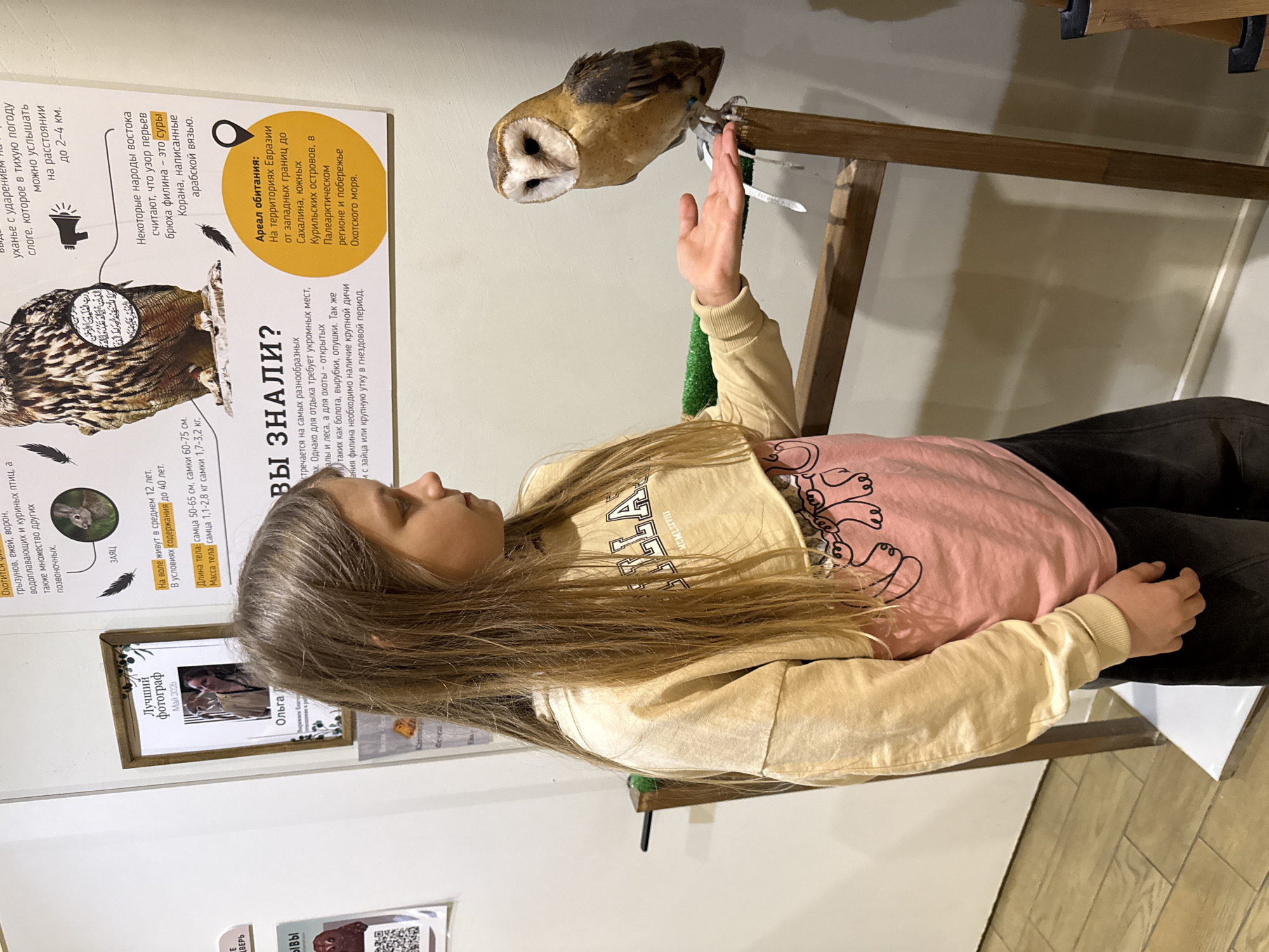 A young girl with long, light brown hair reaches out towards an owl perched on a wooden stand. The owl, likely a barn owl, is very still, possibly a taxidermy display or a live, trained animal in an exhibit, and has leg bands. The girl is wearing a light yellow long-sleeve shirt over a pink t-shirt with a black line drawing, and dark pants.
The scene is indoors, against a light-colored wall, characteristic of a museum or educational exhibit. Several information boards in Russian are visible on the wall, providing details about owls.
Notable details from the text on the information boards include:
- A heading "ВЫ ЗНАЛИ?" (Did you know?)
- Information about the owl's diet, including rodents, hedgehogs, crows, and various birds, and the necessity of large game like hares or ducks during nesting.
- Average lifespan: 12 years in the wild, up to 40 years in captivity.
- Body length: males 50-65 cm, females 60-75 cm.
- Body mass: males 1.1-2.8 kg, females 1.7-3.2 kg.
- The hooting sound can be heard 2-4 km away.
- A cultural belief that the belly feather pattern resembles Arabic script from Quranic surahs.
- The owl's habitat range ("Ареал обитания:") extends across Eurasia, from western borders to Sakhalin, the southern Kuril Islands, the Palearctic region, and the Sea of Okhotsk coast.
A framed photo on the wall, labeled "Лучший фотограф" (Best photographer) and "Май 2026" (May 2026), features the name "Ольга." The girl's yellow top has "JALLA MCMLXVIII" printed on it.