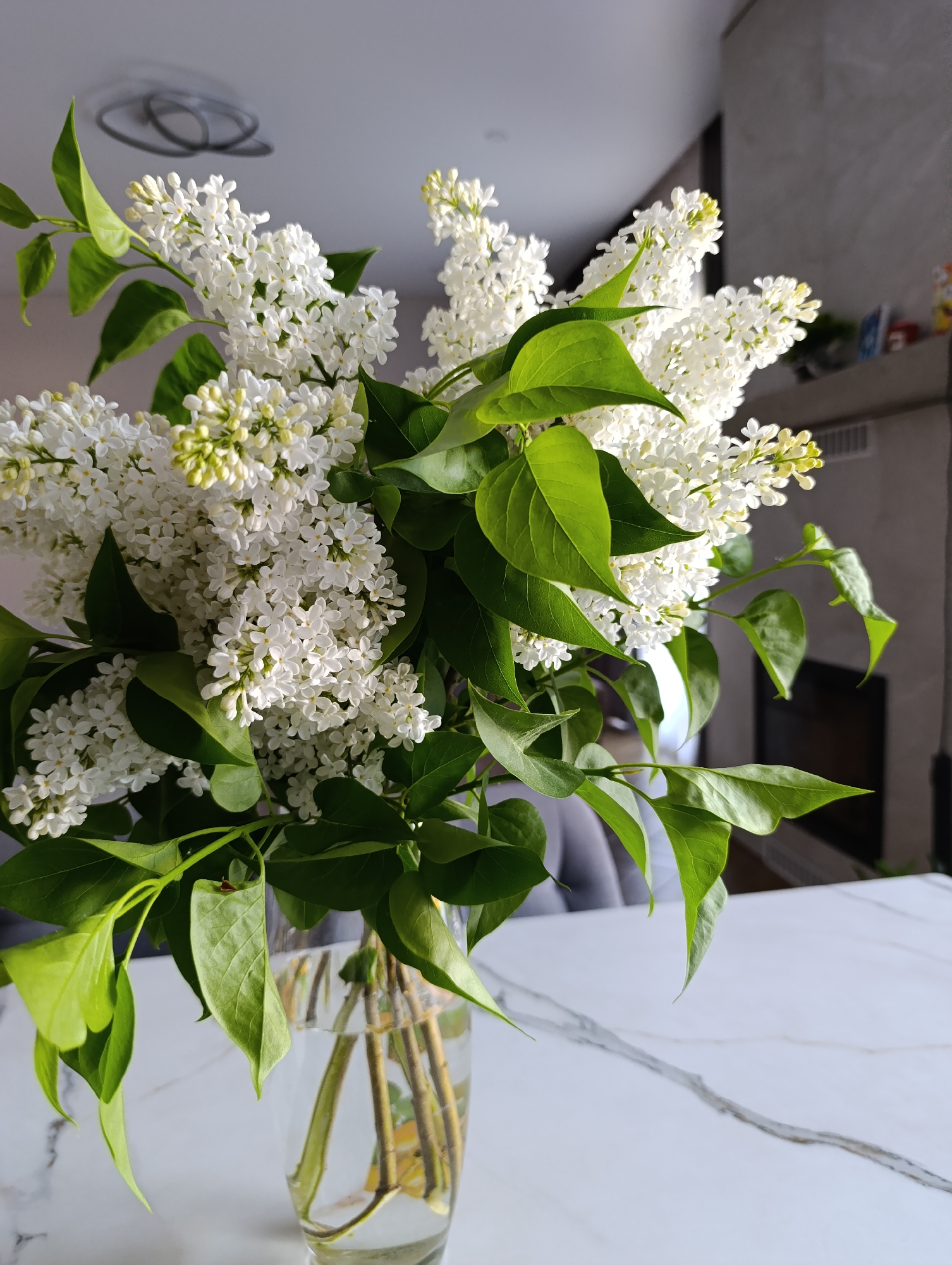 A still life photograph features a bouquet of white lilacs in a clear glass vase, set on a white marble surface. The floral arrangement dominates the frame, with dense clusters of white blossoms interspersed with vibrant green leaves. The vase, partially filled with water, shows the submerged stems of the lilacs.
The background is blurred, suggesting an interior space, possibly a kitchen or dining area. Hints of a light fixture and a gray wall or cabinet are visible, providing depth to the image.
The lighting is bright and natural, highlighting the textures and colors of the lilacs and the reflective surface of the vase.
There is no information from the image that this was taken in Chaikovsky, Russia.