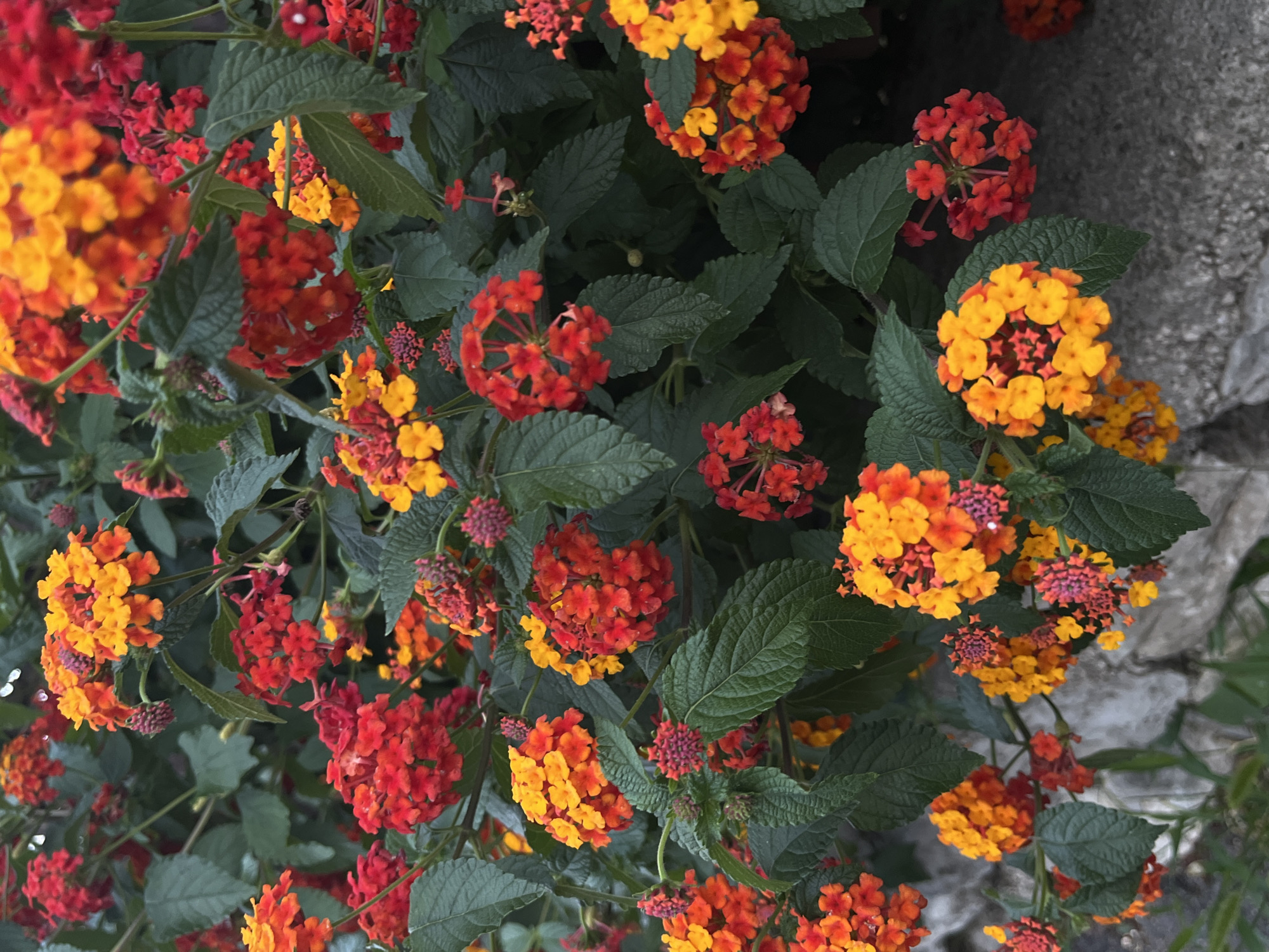 A medium shot captures a dense cluster of lantana flowers, displaying a vibrant gradient of red, orange, and yellow hues. The blossoms are small and clustered together in rounded inflorescences, interspersed with dark green, textured leaves. The background is a soft blur of more foliage and a rough, grey stone wall, suggesting an outdoor setting. The image has a shallow depth of field, focusing on the colorful flowers in the foreground. The flowers are in bloom and appear healthy. The lighting is natural and diffused, creating soft shadows and highlighting the colors of the petals. The overall impression is one of lush, natural beauty. The scene appears to be a garden or natural setting within the city of Budva, Montenegro, likely a public park, private garden, or along a scenic pathway.