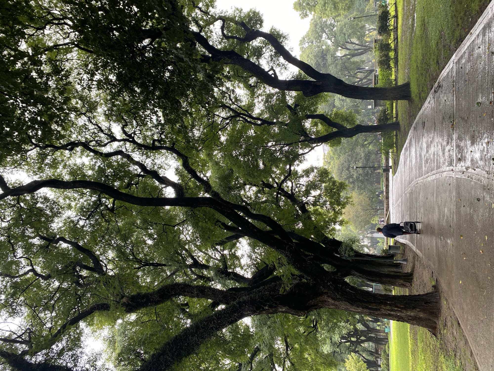 A portrait-oriented photograph depicts a serene, tree-lined park or avenue on an overcast, damp day, characteristic of Buenos Aires, Argentina. The scene is dominated by a succession of large, mature trees with robust, dark trunks rooted on the left side of the frame. Their gnarled branches extend upwards and across, forming a dense canopy of lush green foliage that covers much of the upper and left portions of the image. Glimpses of the bright, overcast sky are visible through the intricate network of branches and leaves. Some branches exhibit growths of moss or epiphytes, adding texture.
On the right side, a paved path or sidewalk, appearing slick and wet from recent rain, curves gently into the distance. The wet surface reflects the muted light. A lone figure, dressed in dark clothing, is walking away from the viewer along this path in the mid-ground. The individual is using a black, wheeled rollator or walker. To the immediate left of the path are vibrant green grassy areas, also appearing damp. Further in the background, more trees line the path, and several dark streetlights or lamp posts are visible. The overall mood is quiet and tranquil, suggesting a cool, post-rain environment. There is no visible text in the image.