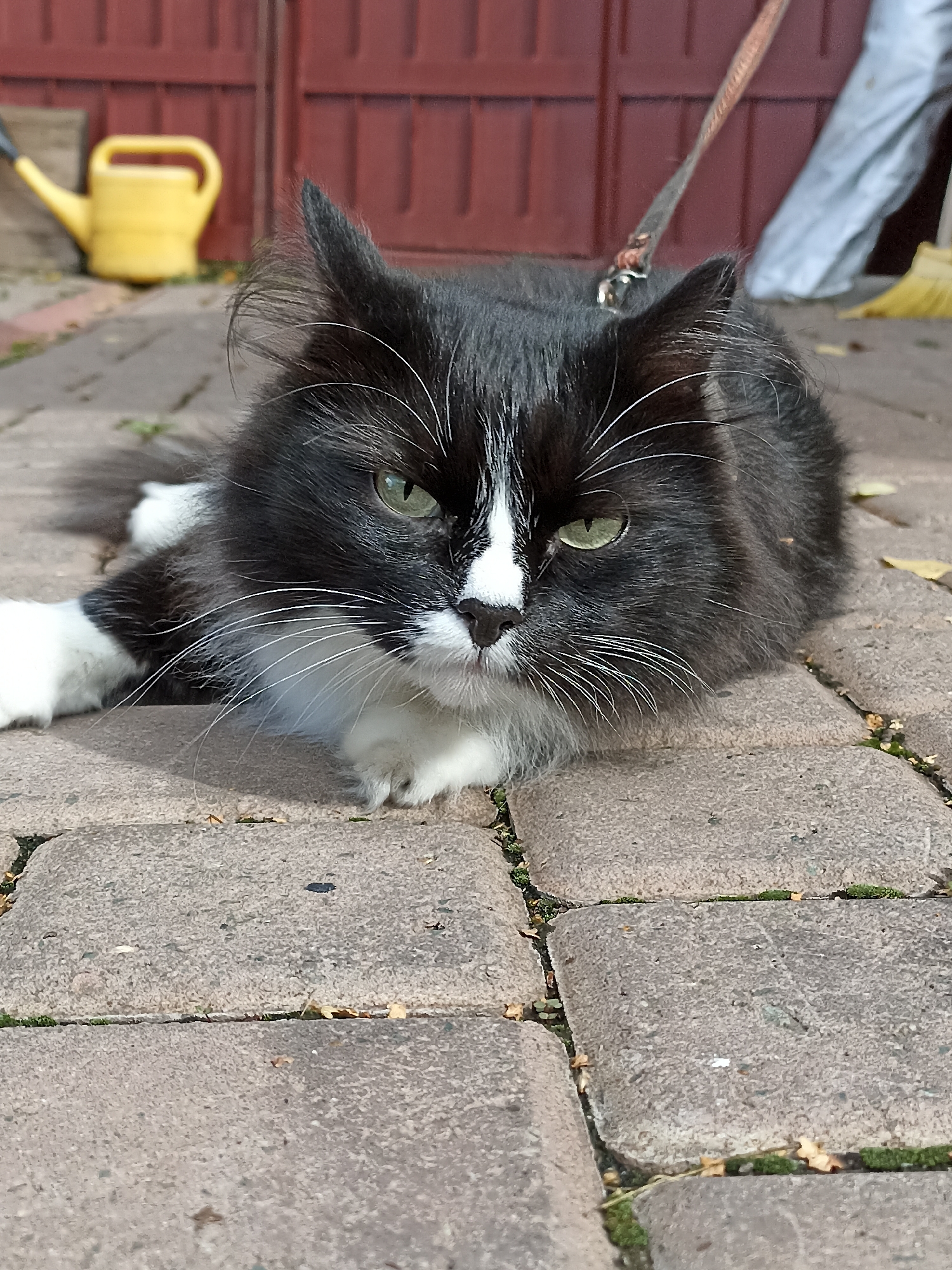 A black and white long-haired cat with green eyes is lying on a paved surface. The cat is facing the camera with its body extended forward. A leash is attached to the cat's collar, extending out of frame to the upper right. In the background, a red wooden fence is visible, with a yellow watering can to the left of the fence. The paved surface appears to be made of rectangular stones, and there are a few fallen leaves scattered on the ground. The scene suggests an outdoor setting, possibly a yard or a pathway in a city like Mochische, Russia.