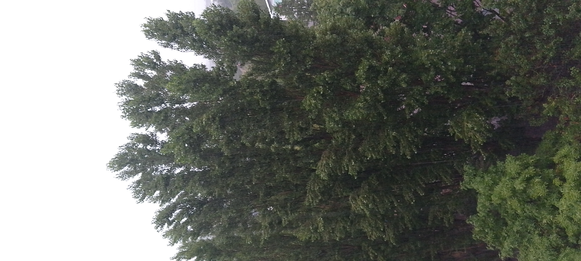 An outdoor, eye-level, vertical shot captures a dense canopy of green trees under a hazy, overcast sky. The foliage is thick, with individual leaves and branches discernible. The overall impression is of a natural, wooded area, possibly a park or a dense residential backyard in the city of Cherkasy, Ukraine. The lighting suggests a cloudy day, possibly with a light rain, as suggested by faint vertical streaks that could be raindrops. No people are visible in the frame, and the focus is entirely on the natural elements.