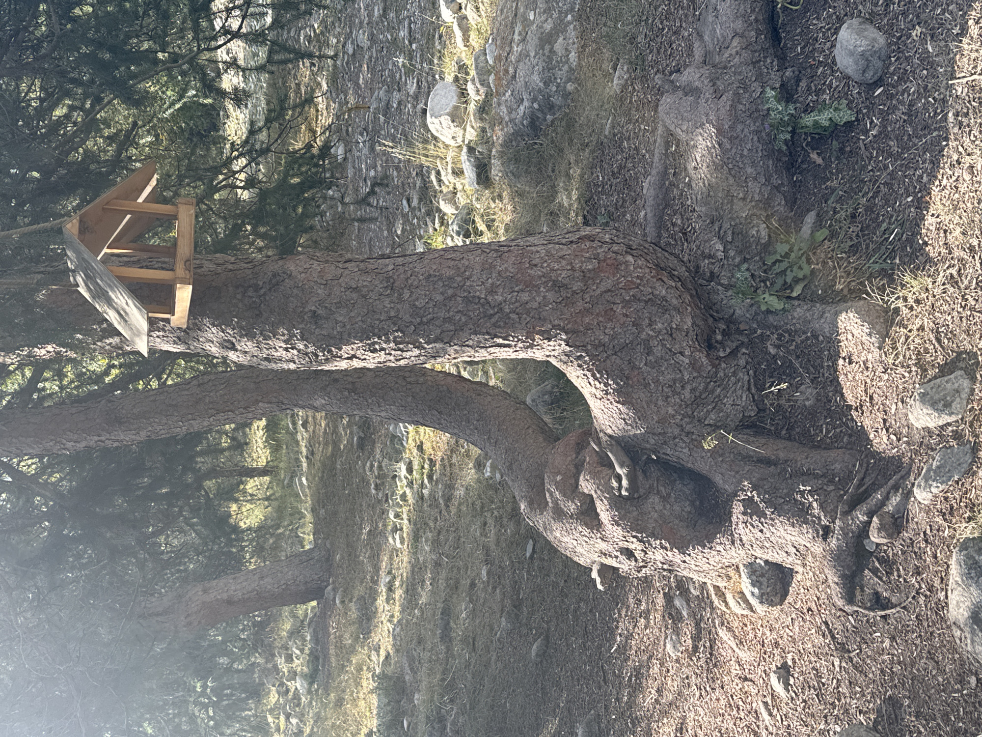 In the foreground of an outdoor scene, a large tree trunk with distinctive twisted roots is the primary subject. A wooden bird feeder is affixed to the trunk of the tree, positioned to the right of center and angled slightly upwards. The tree is surrounded by dry ground covered with small stones and fallen leaves or wood chips. In the background, other trees with dense foliage create a forest-like environment, with sunlight filtering through the branches, casting dappled shadows on the ground. The ground in the background appears rocky and uneven, with patches of dry grass and more rocks. The scene is illuminated by natural sunlight, suggesting it is daytime. The location is identified as Unknown, Kyrgyzstan.