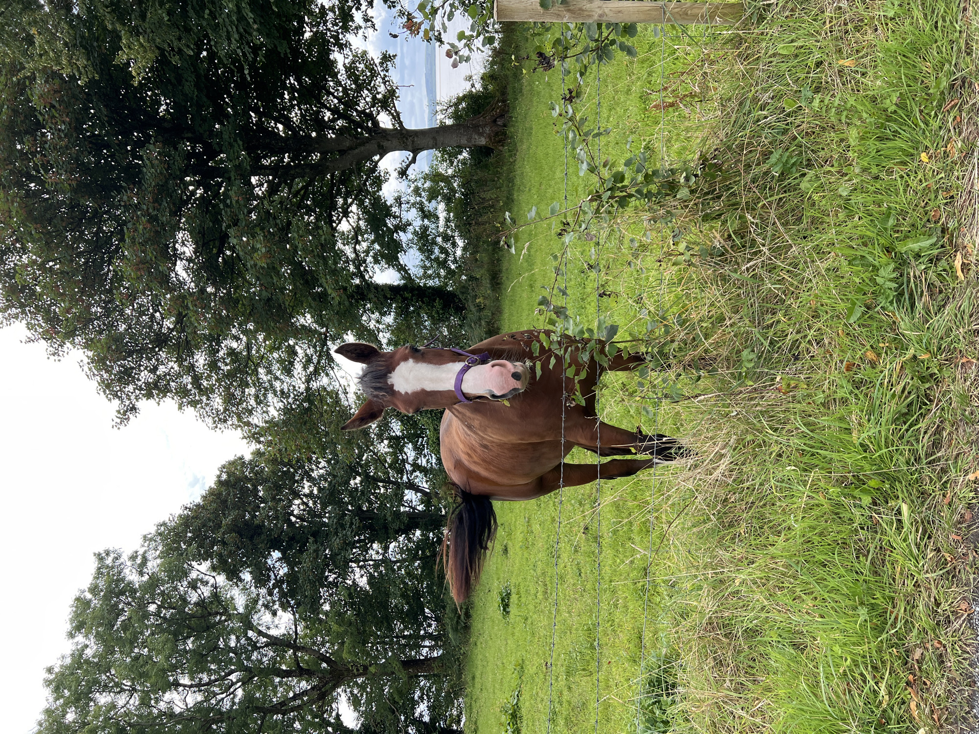 A brown horse with a white blaze on its face stands in a grassy field behind a barbed wire fence. The horse is facing the camera and wears a purple halter. In the background, there are several trees, and beyond them, a body of water is visible, suggesting a coastal or lakeside location. The sky is overcast. This scene is located in Mountcharles, Ireland.