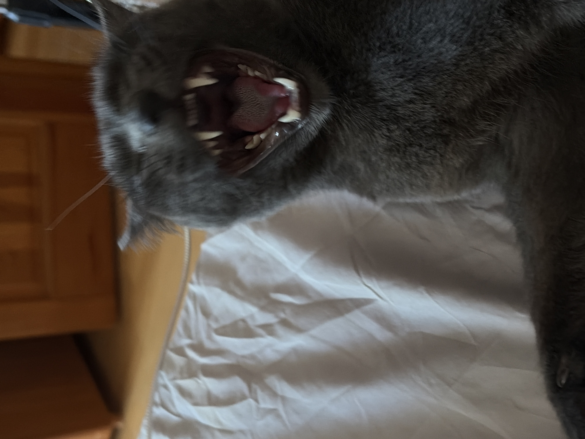 A close-up, slightly blurred image shows a grey cat yawning or hissing, its mouth wide open revealing teeth and tongue. The cat appears to be lying on a wrinkled white surface, possibly a bedsheet. Part of a wooden cabinet or dresser is visible in the background, out of focus. The photo does not include sufficient information to be associated with the city of Chaikovsky, Russia.