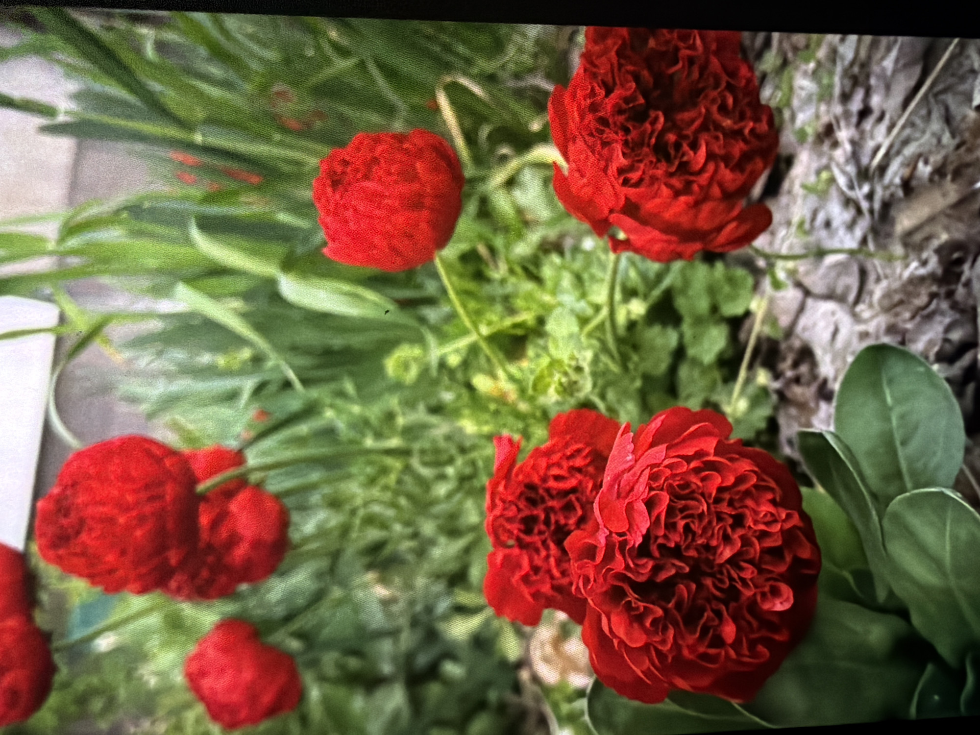 The image displays a close-up view of several red ranunculus flowers in varying stages of bloom. The flowers are surrounded by green foliage, with some leaves appearing smoother and rounder while others are thin and grass-like. The background includes patches of what appears to be mulch or dried leaves. There are no people visible. The specific location of Reigate and Banstead in the United Kingdom cannot be determined from the image alone. The primary subjects are the red ranunculus flowers and surrounding vegetation. There are no obvious actions or interactions occurring.