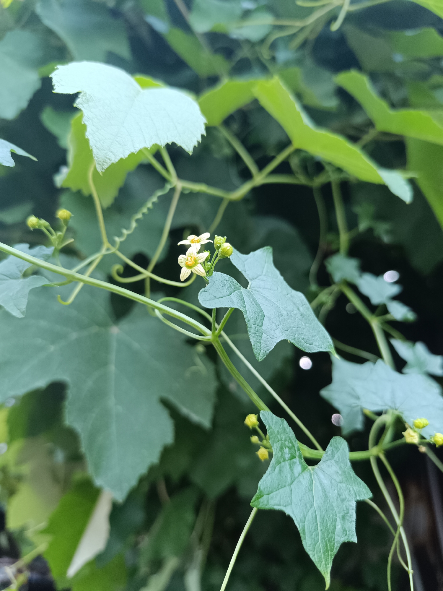 The image shows a close-up of a plant with green leaves and small yellow flowers. The leaves are a deep green color and have a slightly serrated edge. The flowers are delicate, with five petals and a yellow center. Tendrils of the plant curl around the stems, which are thin and green. The background is a blur of more green foliage, suggesting an outdoor setting. The image does not contain any people or structures, and there is no indication of the specific location within Бәйдібек би ауылы, Kazakhstan. The lighting suggests it is daytime, possibly overcast or shaded, as there are no harsh shadows.