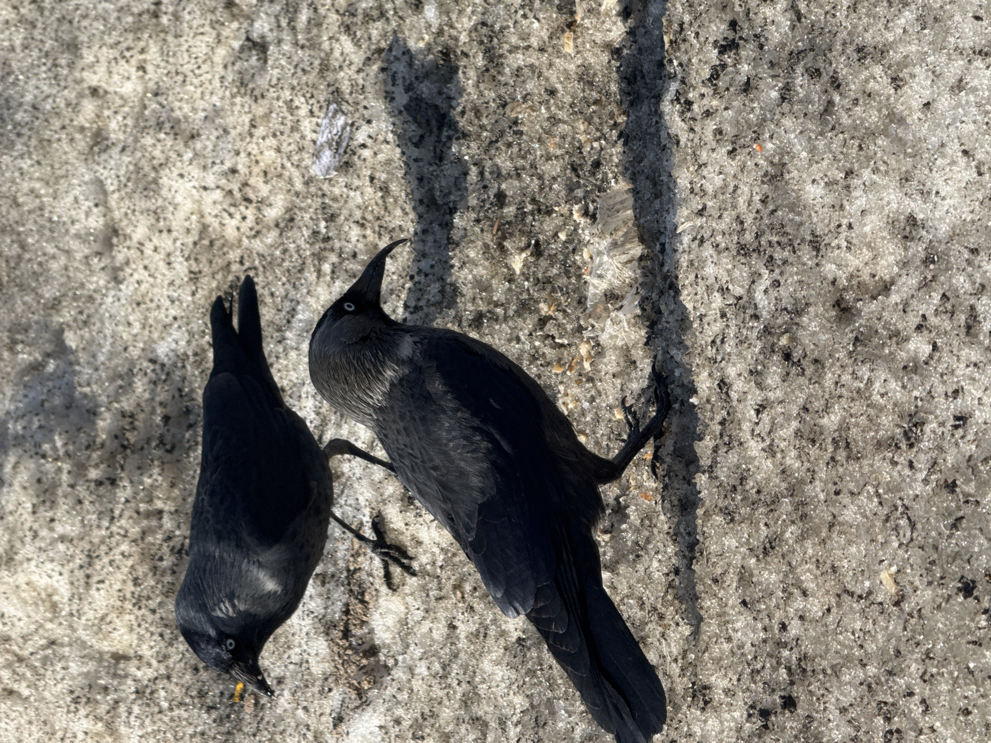 Two black birds are on a ground covered in snow and ice. One bird is facing down with a yellow object in its beak. The other bird is looking up and to the right. The snow and ice appears dirty. Light shines brightly from the top left of the photo, casting a shadow on the right side. The location is Zav'yalovo, Russia.