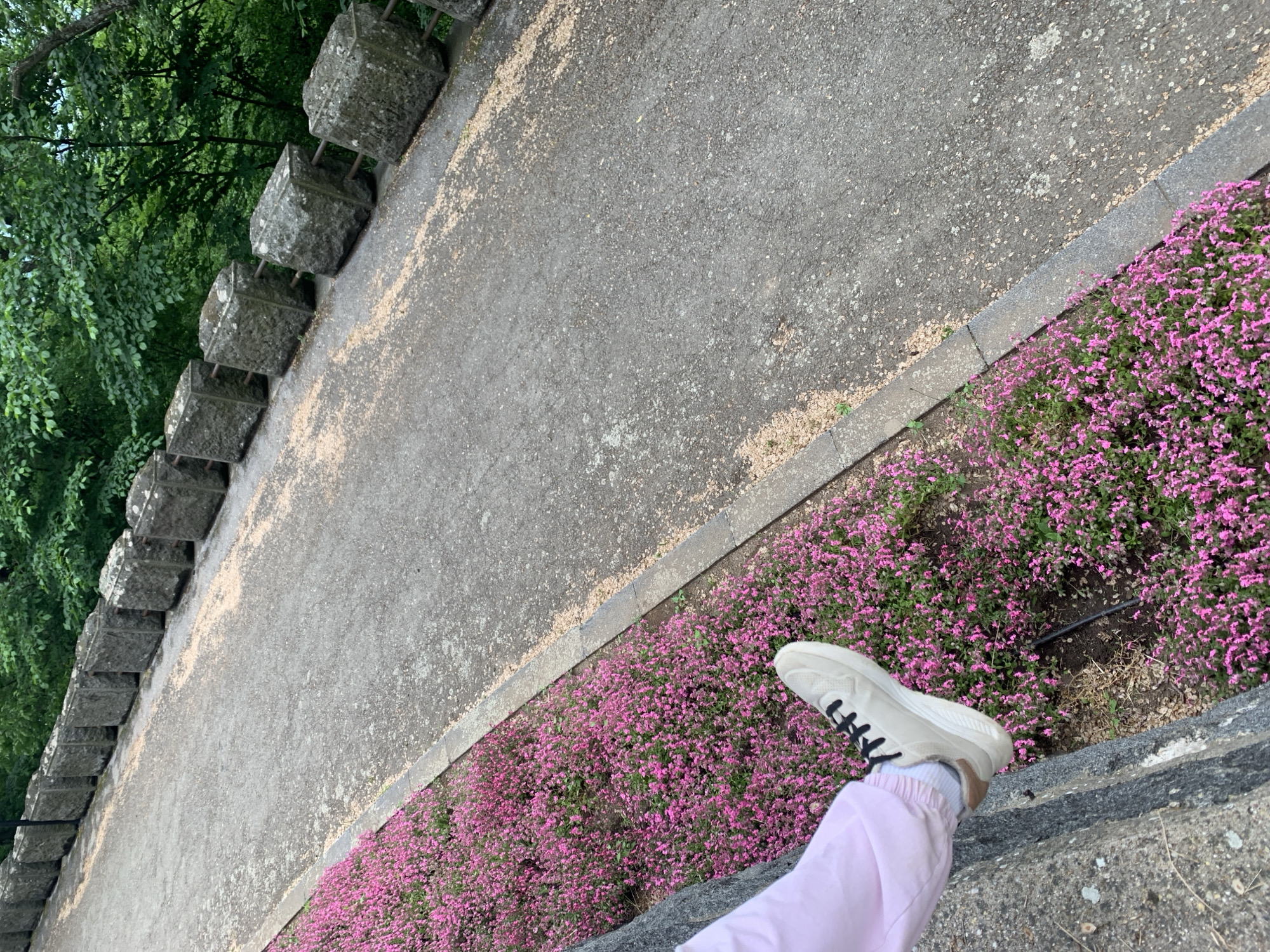A person wearing a light-colored sneaker and pink sweatpants is sitting on a concrete ledge next to a pathway. The pathway is bordered by a row of purple flowers on one side and a stone wall with trees on the other. The location is Vozdovac Urban Municipality, Serbia.
