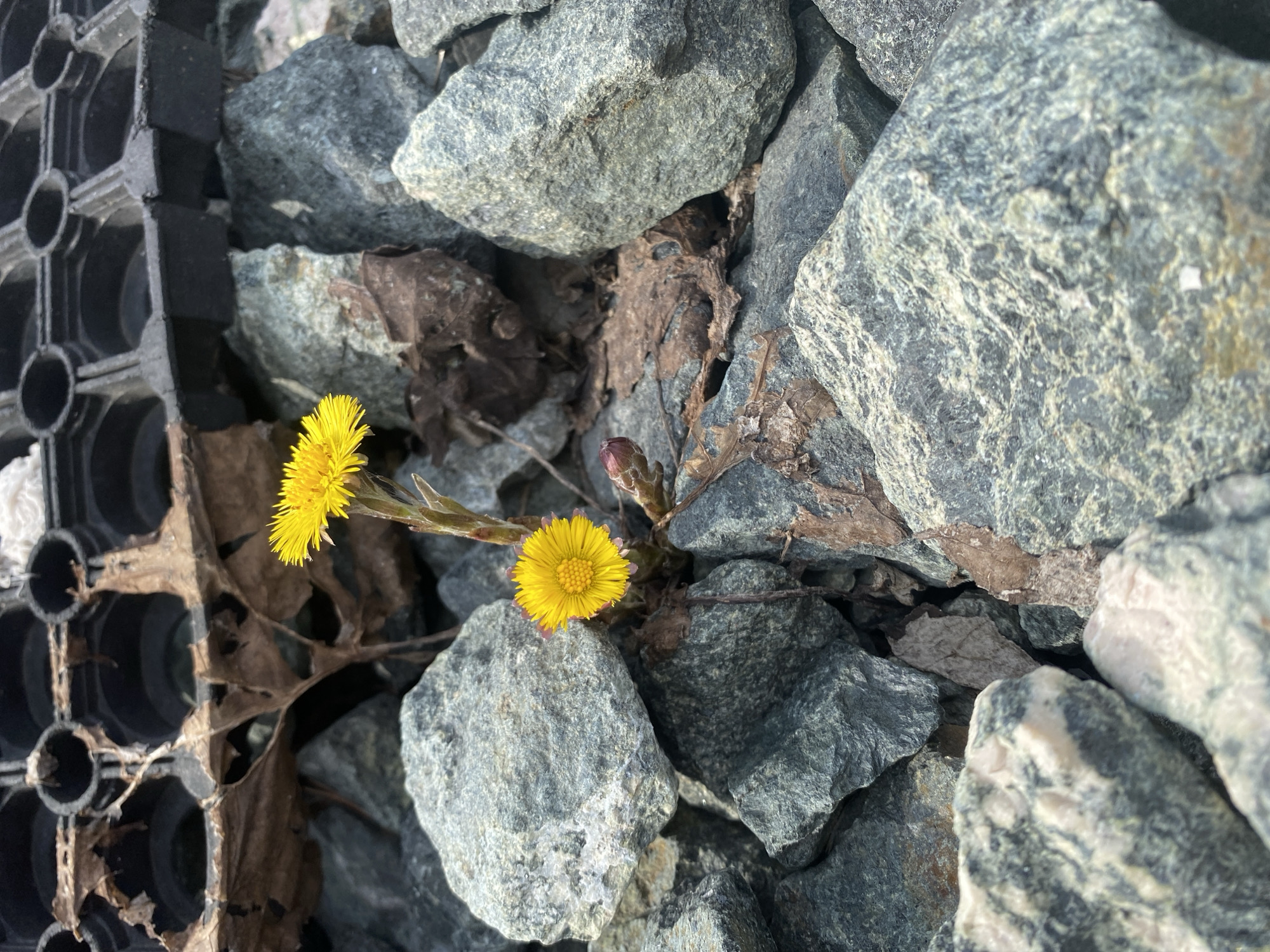 The image depicts two yellow flowers emerging from a pile of gray rocks and brown leaves, with a black plastic lattice-like structure visible to the left. The location is Прикамский, Russia.