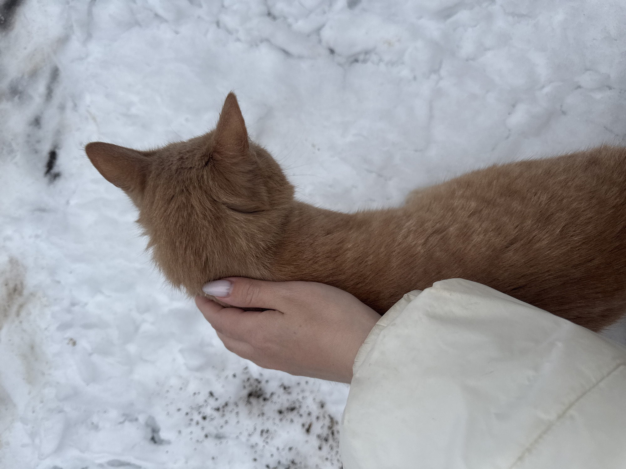 A medium-range shot shows a person's hand gently holding the back of an orange cat's neck. The cat faces away from the camera, its head nestled in the person's hand. The setting appears to be outdoors in a snowy area, with snow visible in the background and around the subjects. The person wears a white jacket. The location is Вассята, Russia.