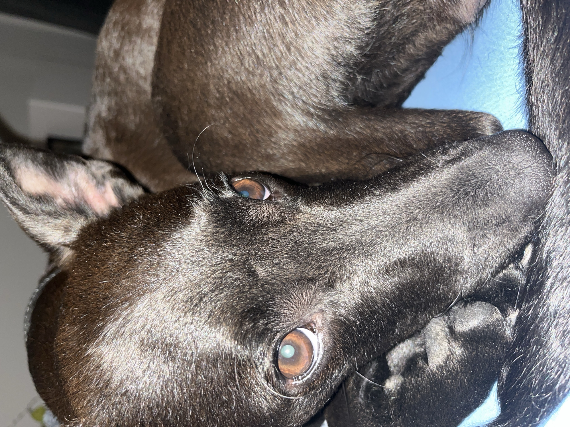 A close-up, slightly angled view of a dark-haired dog, resting on a blue surface. The dog's head is positioned in the lower half of the frame, with one ear visible in the upper left and another partially hidden behind its head. The dog's eyes are open, with light reflecting off the pupils. Part of the dog's body and legs extend into the upper portion of the image. The background is a blurred, indistinct color. The location is not discernible from the image.