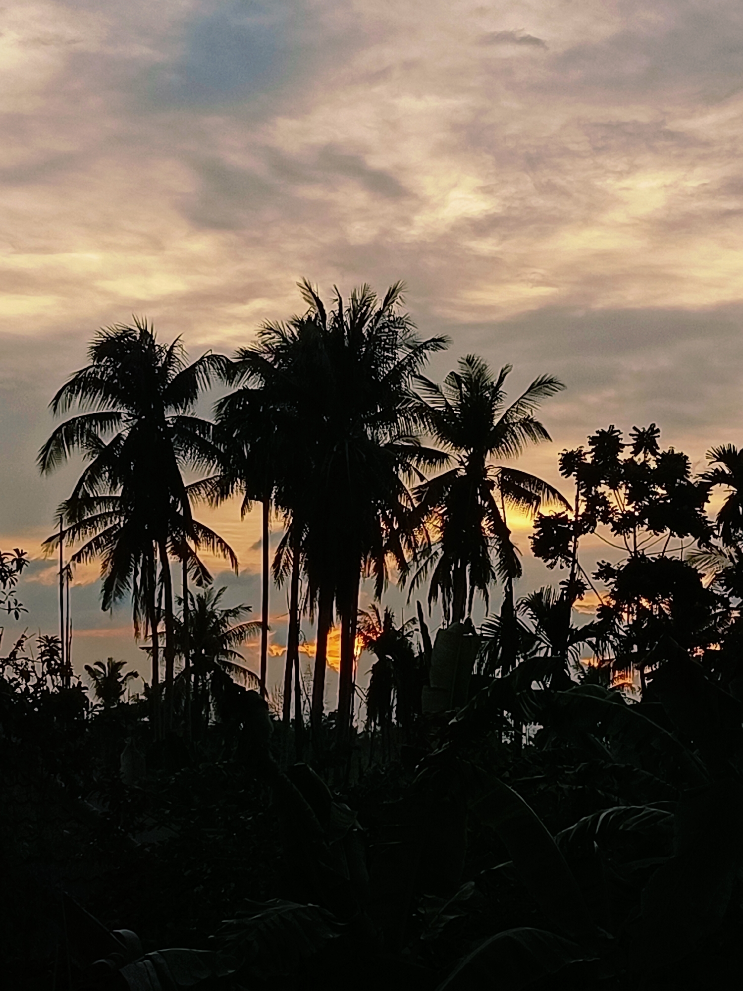A silhouette of coconut trees and other foliage is visible against a cloudy sky at sunset, captured in the village of Blang Cut, Indonesia. The sky is a mix of pale orange, yellow, and grey clouds. The sun's rays are partially visible through the trees, creating a warm glow. The foreground is dominated by the dark silhouettes of trees and dense undergrowth, with no people or specific objects clearly discernible. The scene depicts a natural, tropical environment during twilight.