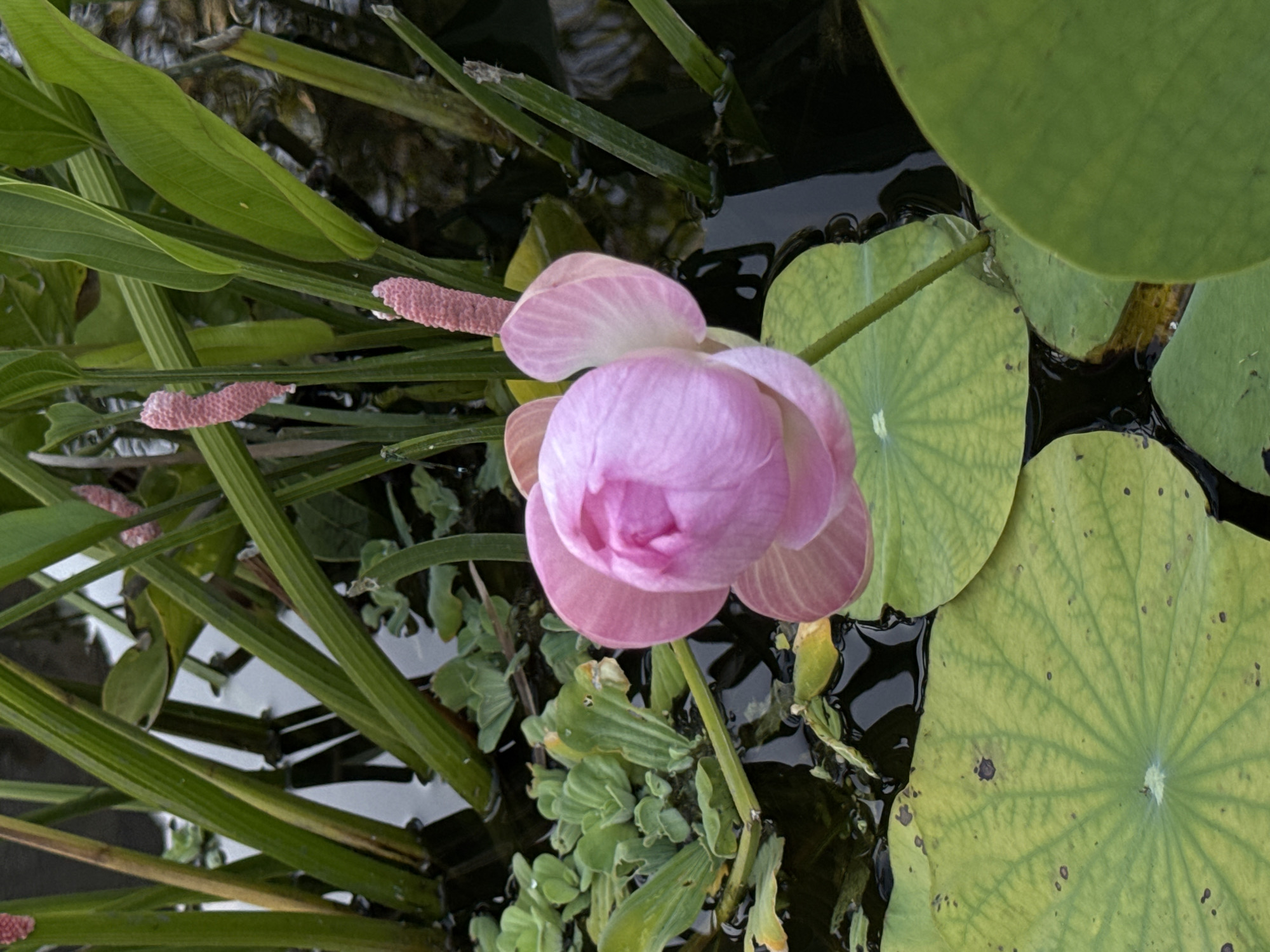 The image shows a pink lotus flower bud surrounded by green lotus leaves, other aquatic plants, and dark water. There are elongated, pink, cylindrical objects attached to the stems of the aquatic plants. The presence of lotus flowers and aquatic plants suggests the scene is located in a pond or water garden. Considering the prompt specifies Jimbaran, Indonesia, it is likely the pond is in a garden or park in the city.