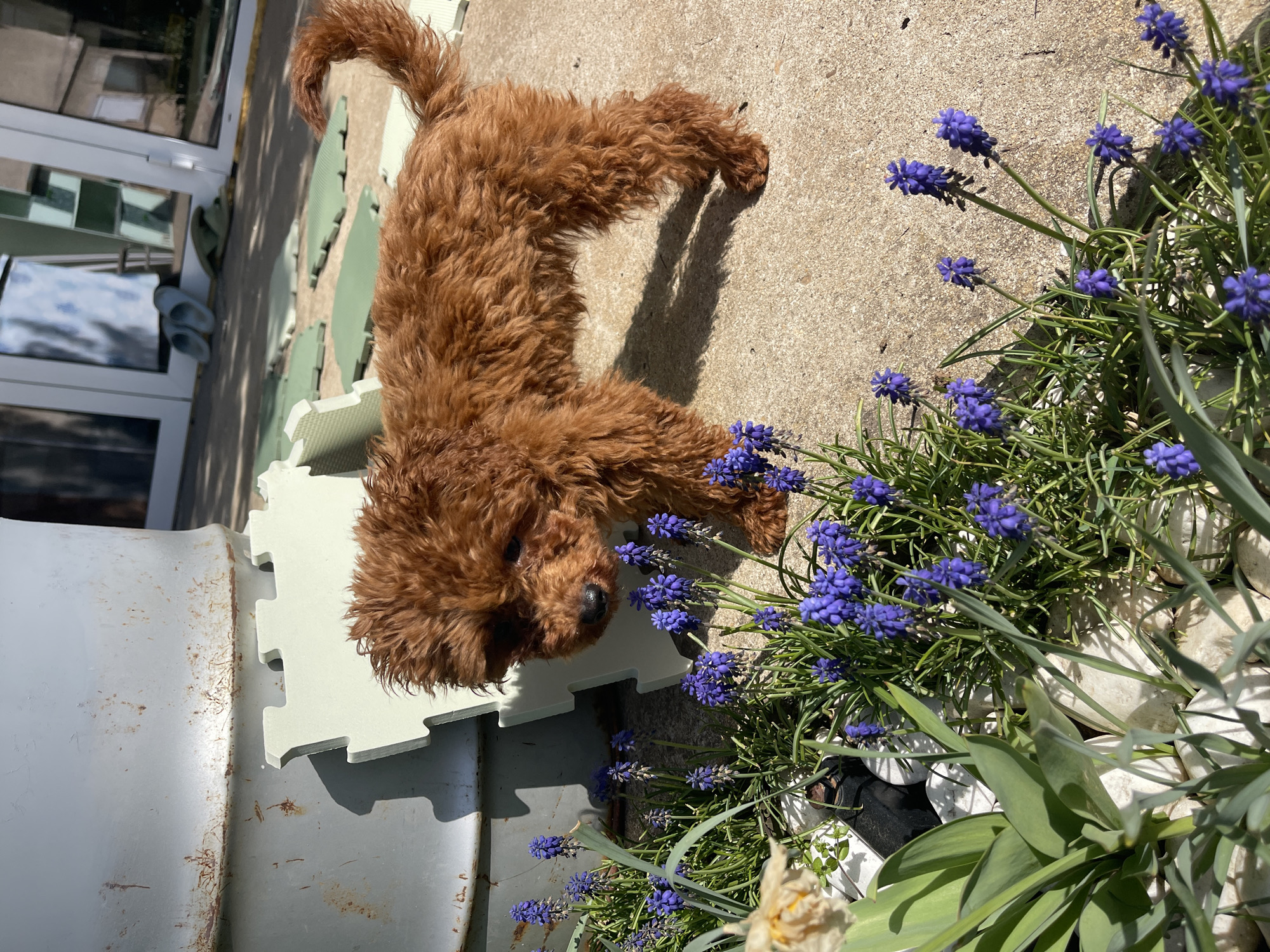 A small, brown, curly-haired dog, possibly a poodle or poodle mix, is the central subject, positioned diagonally on a concrete patio. The dog's head is lowered towards a cluster of vibrant purple grape hyacinth flowers (Muscari) growing in a planter to its right, suggesting it is sniffing or observing them. Its front paws rest on light green interlocking foam mats.
The scene is set outdoors under bright, direct sunlight, indicated by the strong, distinct shadows cast by the dog, plants, and other objects, suggesting a clear, sunny day, likely midday or early afternoon. In the background, the concrete ground extends towards a building with a large glass door or window, reflecting the bright sky and surroundings. Two pairs of light-colored slippers or sandals are visible near the building's base. To the left of the dog, a large, light-colored metal barrel or container, showing signs of rust, is partially visible. The planter with the grape hyacinths also contains white decorative stones and other green foliage. There is no visible text in the image. The overall impression is a peaceful outdoor moment with a curious pet in a sunny domestic setting in Sofia, Bulgaria.