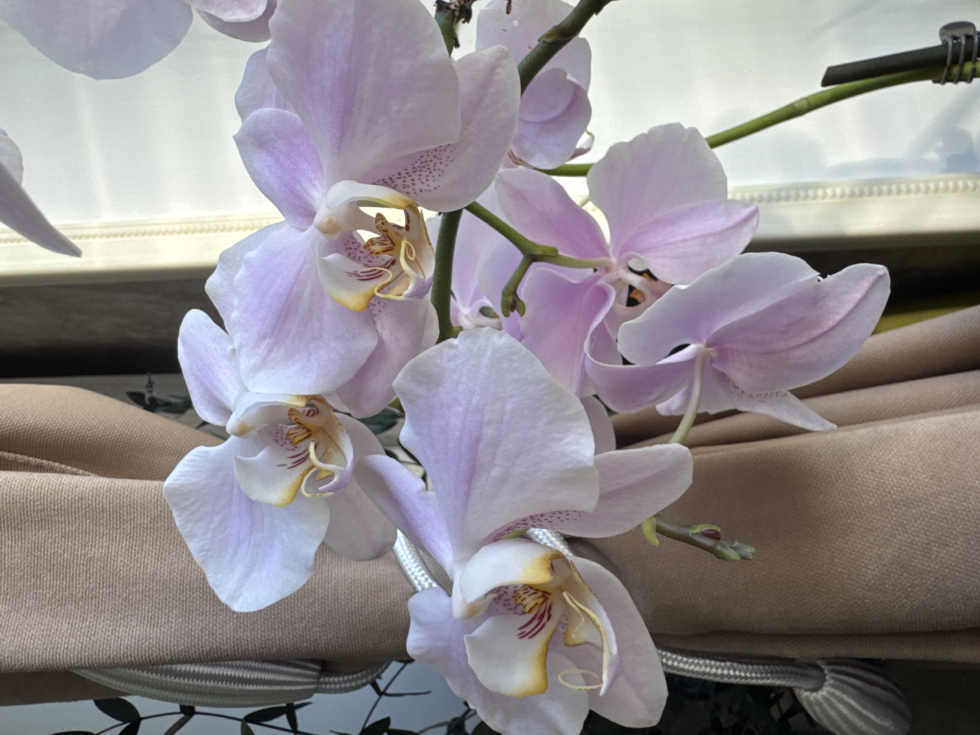 The image shows a close-up of light purple orchids with yellow and burgundy accents in the centers of the flowers. The orchids are positioned in front of a tan-colored fabric. A grey braided cord runs horizontally near the bottom of the frame. The background includes a window or reflective surface with an out-of-focus view of what appears to be sky. The location, Раздолье, Russia, cannot be verified from the visual content.