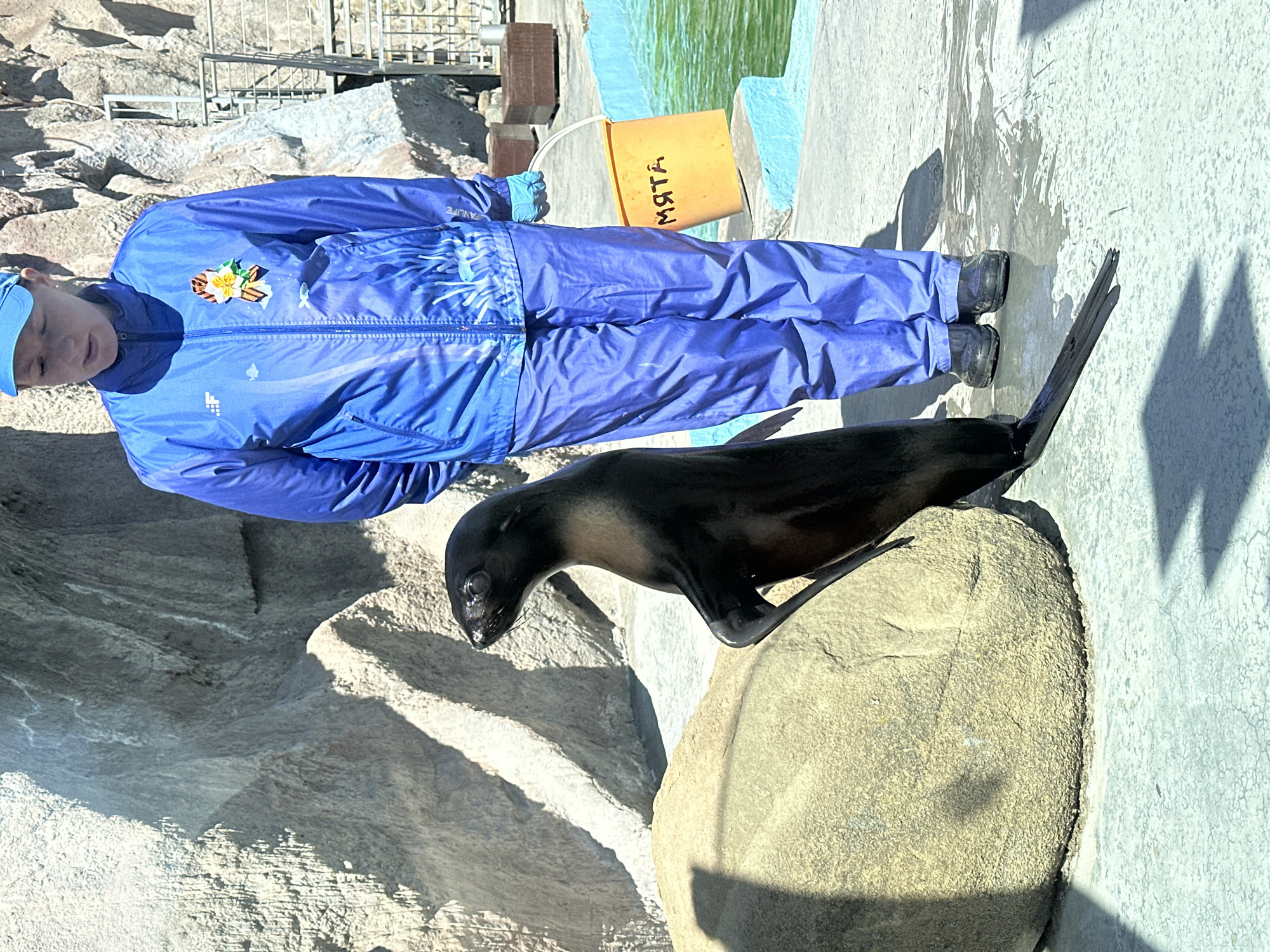 The image captures a scene at the Izhevsk Zoo in Russia. A woman dressed in a blue jumpsuit, blue hat, and black boots is standing near a body of water with a yellow bucket labeled "мята" (mint). The woman appears to be interacting with a sea lion, which is perched on a large, tan-colored rock. The environment consists of rocky formations and concrete surfaces.