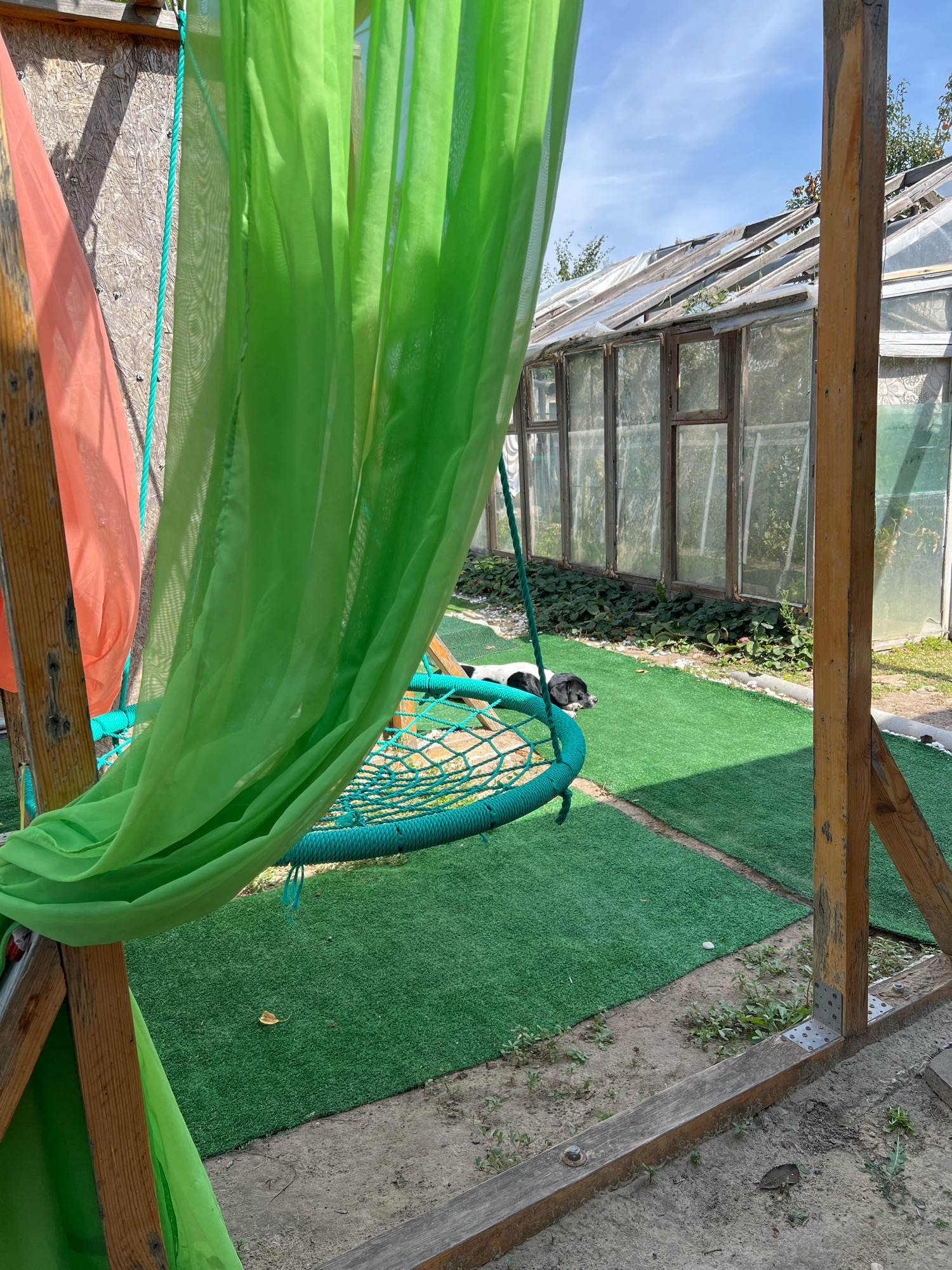In Morozovsk, Russia, a black and white dog lies on artificial turf in a backyard. A turquoise hammock swing, partially obscured by bright green and orange sheer curtains, hangs nearby. Behind the dog and turf, a dilapidated greenhouse with cracked glass panes and a weathered wooden frame stands against a clear blue sky. The ground surrounding the turf is a mix of dirt and gravel, with scattered weeds.