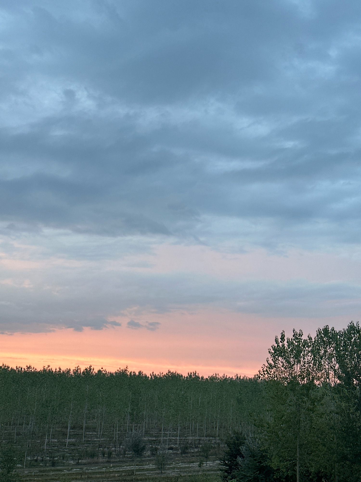 A low-angle, full shot captures a sunset scene over a densely planted forest of young trees in Dosolo, Italy. The sky transitions from a soft pink and orange hue near the horizon to a deep blue and gray in the upper portion, filled with scattered clouds. The forest, composed of slender, upright trees, stretches across the middle ground, with some larger trees visible in the foreground on the right. The ground below the trees appears uneven and dark, with faint horizontal lines suggesting rows or terracing. No people are visible in the image.
