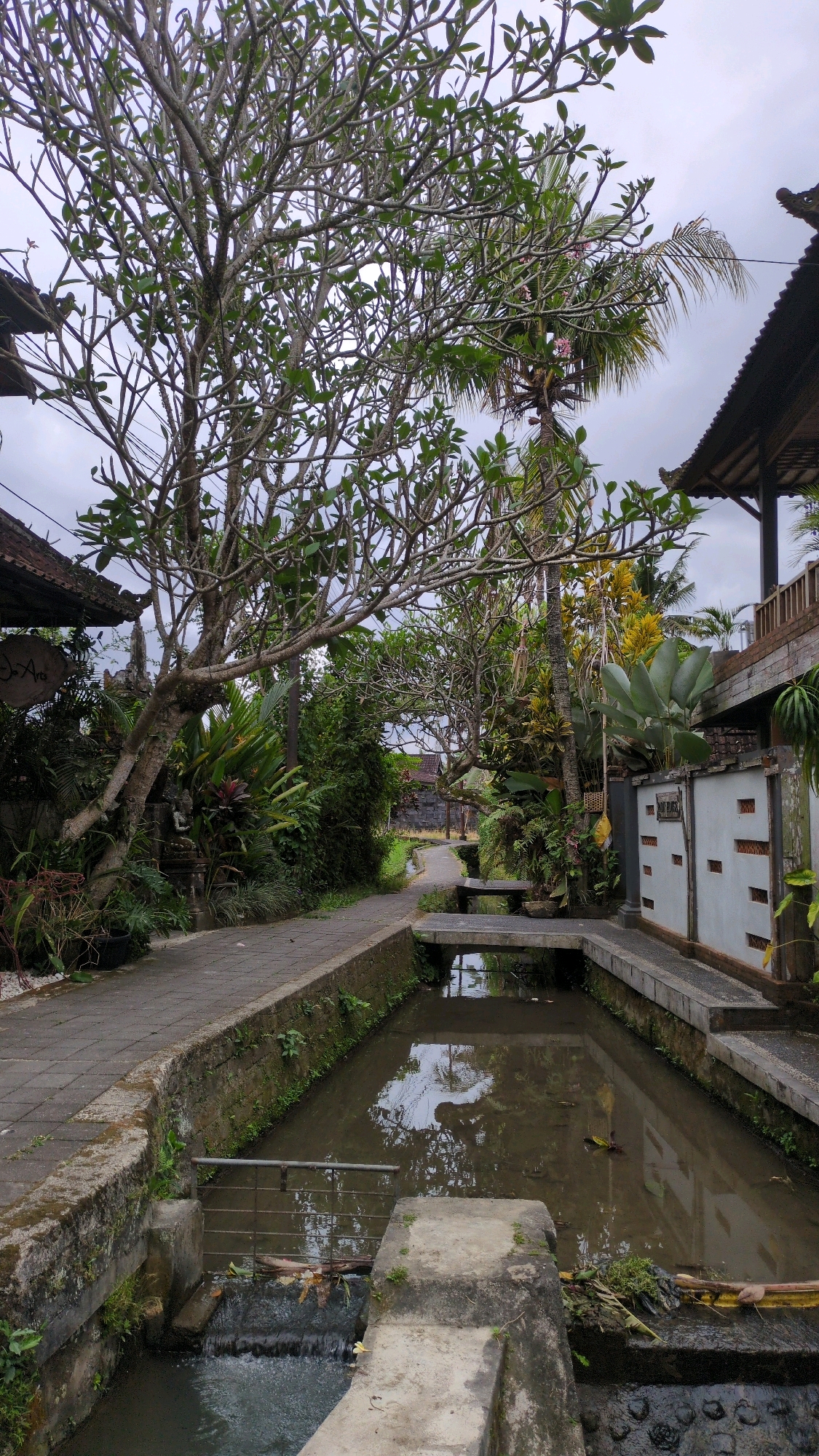 An outdoor, eye-level, vertical shot captures a stone pathway and a narrow, murky canal in a village setting, likely within the Ubud District of Indonesia, given the tropical foliage and architectural style. The canal, filled with brown water reflecting the overcast sky and surrounding greenery, runs alongside the pathway. A small metal grate is visible in the canal, and debris floats on the surface.
The pathway is made of interlocking gray pavers and is lined on the left by a low, moss-covered stone wall. Lush, dense tropical vegetation, including large-leafed plants and trees with thin branches and sparse green leaves, grows on the left side of the pathway, partially obscuring structures. A traditional Balinese roof, made of dark wood and thatch, is visible above the trees on the left.
On the right side of the pathway, a similar stone wall borders the canal. Beyond this wall is a white concrete structure with a patterned surface and a wooden railing above it, suggesting a building or a raised walkway. More tropical plants, including a large palm with a yellow bloom and broad, green leaves, are present.
A small, narrow bridge made of stone spans the canal, connecting the pathway on the left to a continuation on the right. In the background, the pathway continues, flanked by more vegetation and distant buildings with red-tiled roofs. The sky is overcast and gray. No people are visible in the image. The overall impression is one of a tranquil, verdant, and somewhat weathered village scene.