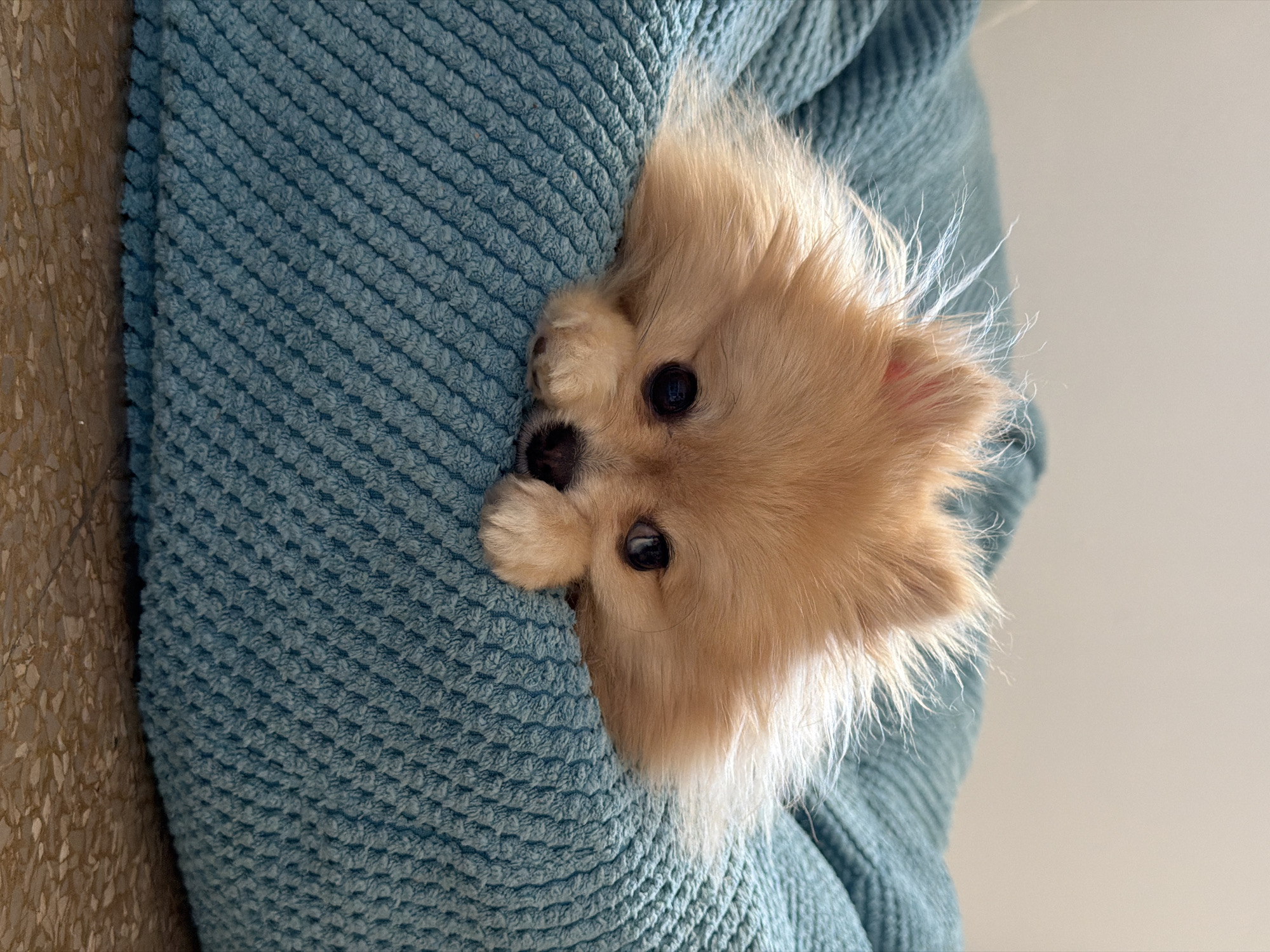 A cream-colored Pomeranian dog is resting centrally on a textured teal-blue cushion in a residential setting in Barcelona, Spain. The dog faces forward, displaying dark, round eyes and a small black nose. Its light tan fur is visibly fluffy, with some strands protruding around its head. Its front paws are tucked beneath its head, resting on the cushion. The cushion features a distinct raised, diagonal waffle-knit pattern. The immediate background above the cushion is a plain, light-colored wall, while the area beneath the cushion reveals a speckled, light brown terrazzo-style floor. No other subjects or actions are discernible.